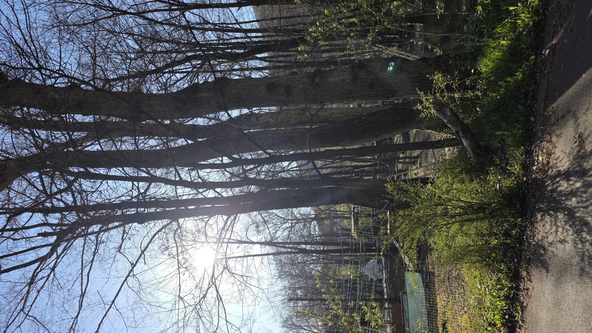 The image shows a path in a park or wooded area. Tall trees with mostly bare branches line the path, with the sun visible through the branches at the left side. A section of what appears to be a fence and some green vegetation are visible on the right. A paved path runs along the right side of the image. Based on the location information, this scene is likely in a park or green area in Blagoevgrad, Bulgaria.