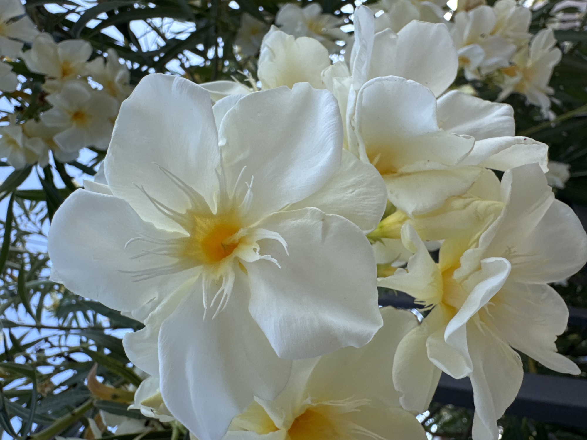A close-up, low-angle shot captures a cluster of white oleander flowers in full bloom, set against a backdrop of blurred green foliage and a pale blue sky. The flowers are predominantly white, with delicate yellow centers and thin, wispy stamen. The petals are soft and slightly ruffled, with some showing subtle translucence. The lighting suggests a bright, sunny day, casting soft shadows on the petals. The background elements, including some darker leaves and what appears to be a dark railing or fence in the lower left corner, are out of focus, drawing the viewer's attention to the intricate details of the flowers. The image was taken in Rafailovići, Montenegro.