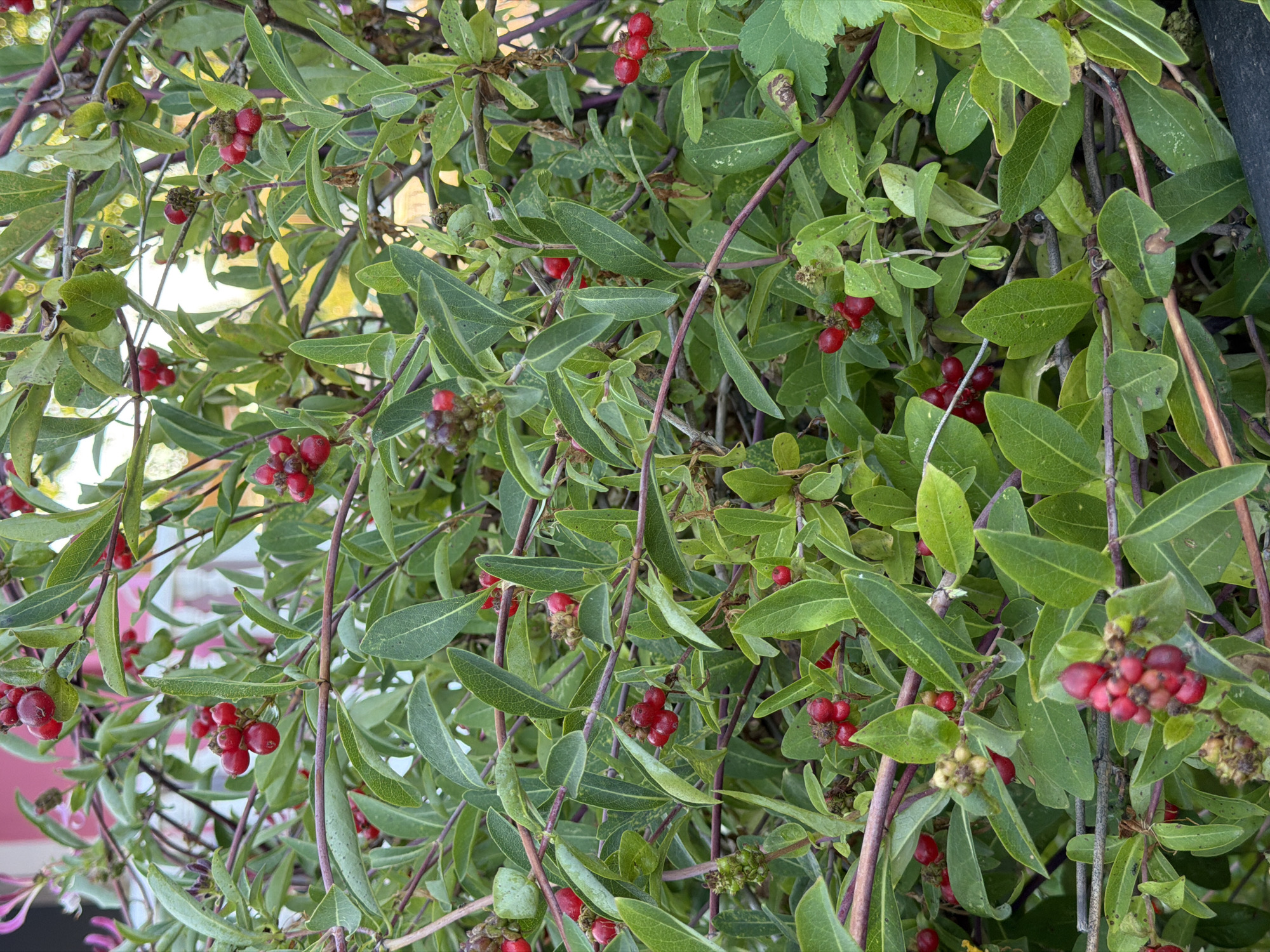The image is a close-up, full-frame shot of a dense bush with green leaves and clusters of small, red berries. The bush has a network of thin, reddish-brown branches. The berries are round and appear to be ripe. Some of the berries are in clusters of two to six, while others are single. The leaves are oval-shaped with pointed tips and a slightly serrated edge. The background is blurred, with hints of pink and white structures that suggest a building or fence. The lighting suggests it is daytime, with some dappled sunlight on the foliage. The image does not contain any people or specific identifiable landmarks to pinpoint a location within Golden Beach, Greece.