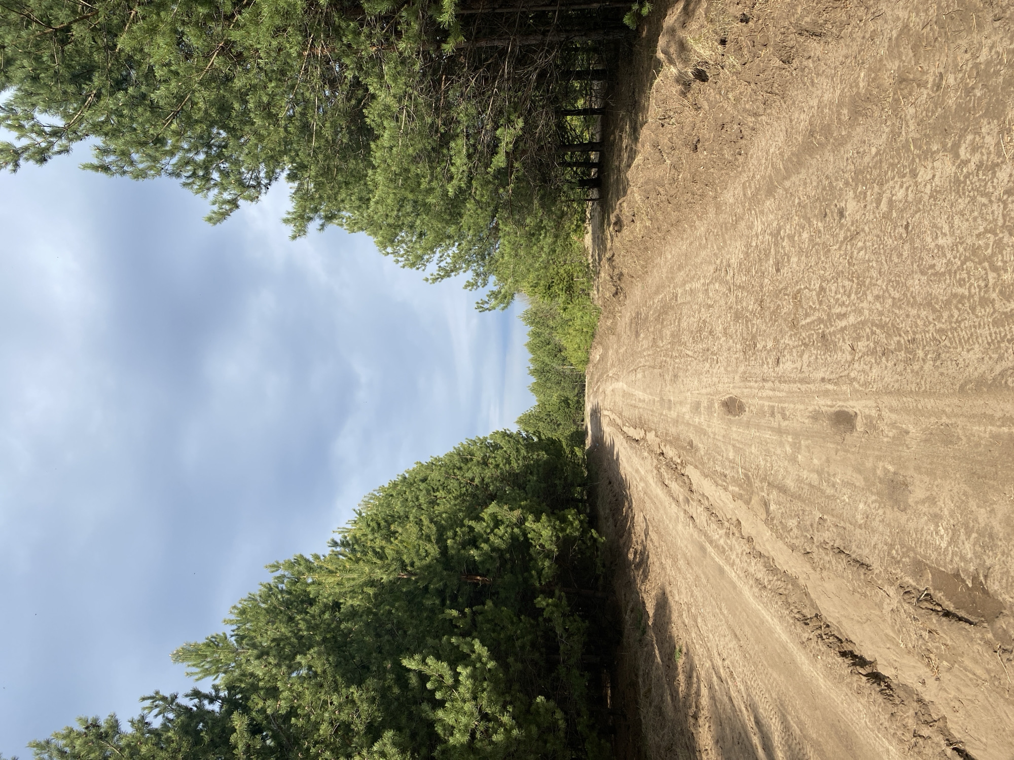 The image displays a straight dirt road extending into the distance, flanked on both sides by dense pine forests under a partly cloudy sky. The perspective is looking forward along the road, which appears to be unpaved and well-used, characterized by visible tire tracks and ruts in the light brown earth. The ground is uneven, with varied textures and some sparse, dry vegetation.
On either side of the road, tall, verdant pine trees form a thick, continuous green canopy. The trees are robust, with deep green needles, suggesting a healthy forest. The sunlight is diffused, indicating either an overcast day or a time when the sun is not directly overhead, casting soft shadows and highlighting the rich greens of the foliage.
Above the tree line, the sky is a pale blue, adorned with scattered white and light grey clouds that are spread thinly across the expanse. No clear sun is visible, contributing to the soft, ambient lighting of the scene. There are no people, animals, or objects indicating human activity on the road or in the forest, creating an impression of natural tranquility and remoteness. No discernible text is visible in the image. The scene likely depicts a rural or forested area, consistent with the location context of Chaikovsky, Russia.