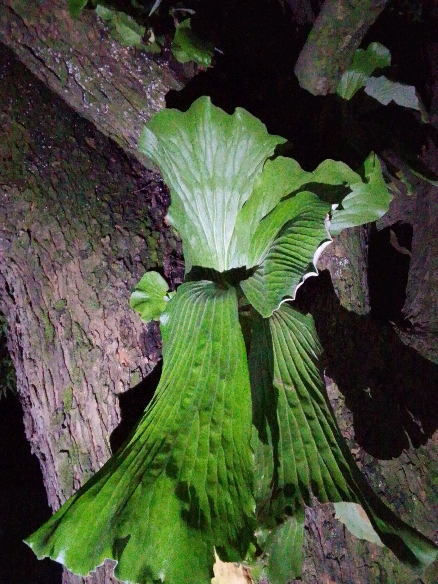 The image shows a large, vibrant green plant with broad, corrugated leaves growing on the rough bark of a tree. The plant is positioned centrally, with its leaves fanning out and cascading downwards. The bark of the tree is textured and appears damp. The background is dark, with some lighter patches suggesting dappled light or other foliage. The scene is dark and appears to be in a natural environment, possibly a forest or a garden at night. The plant is the clear focal point, and its size and prominence suggest it is a significant feature of its immediate surroundings. There are no people or animals visible in the image. The context of Serti, Nigeria is not discernible from the image itself.