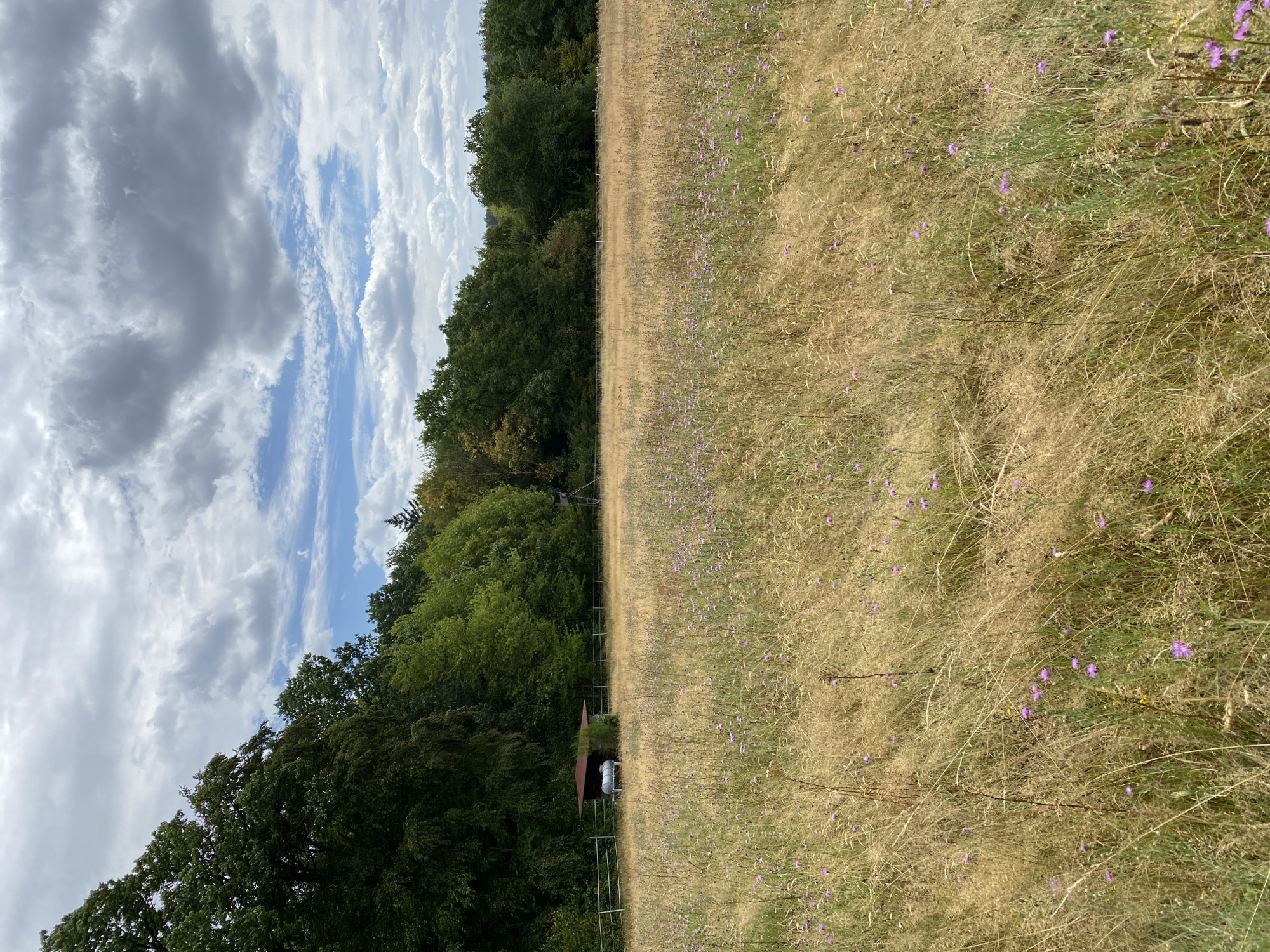 The image depicts a pastoral scene in Altenkirchen, Germany, under a cloudy sky. A vast field of dry, golden grass interspersed with small purple flowers dominates the foreground. In the mid-ground, a white fence runs horizontally, bordering a patch of green grass. Behind the fence, a small wooden shelter with a dark roof is visible, with a silver cylindrical object, possibly a gas tank, situated inside. To the right of the shelter, a tall, elevated hunting stand rises above the treeline. The background is characterized by a dense forest of lush green trees. The overall environment suggests a rural or semi-rural setting, likely in a natural or agricultural area within Altenkirchen. No people or animals are present in the frame.