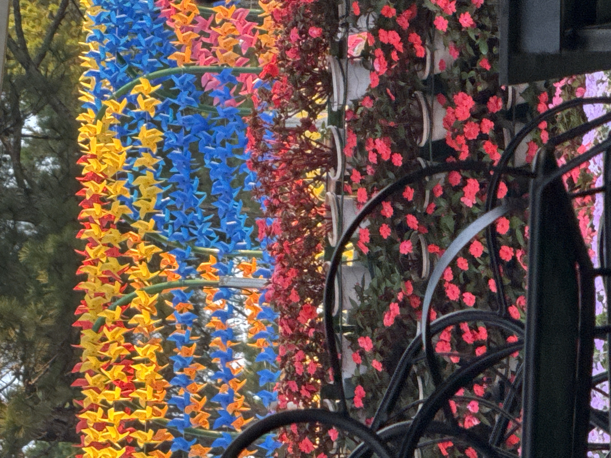 The image depicts a vibrant outdoor scene, likely a garden or park, adorned with numerous colorful pinwheels and flowering plants. In the background, a dense row of trees forms a natural backdrop against a slightly hazy sky. The pinwheels are arranged in multiple horizontal lines, displaying a spectrum of bright colors including yellow, orange, red, blue, and pink. They appear to be mounted on thin green poles, creating a playful and festive atmosphere.
In the midground, several rows of potted plants with small, abundant red and pink flowers are visible. These flowers are densely packed, forming a lush carpet of color. The pots are white and arranged in tiered formations, suggesting a deliberate landscape design.
In the foreground, dark, curved metallic structures, possibly part of a bench or decorative fencing, partially obscure the view of the flowers. These structures are black and have a smooth, glossy finish. In the bottom portion of the image, more flowering plants with smaller pink and purple blossoms are visible, hinting at a layered floral display.
The overall impression is one of a cheerful and well-maintained public space, likely a popular tourist destination given the scale and decorative elements. The specific location in Phường Xuân Hương - Đà Lạt, Vietnam, suggests a pleasant climate suitable for abundant floral growth and outdoor installations. The image captures a moment of natural beauty enhanced by human artistic expression.