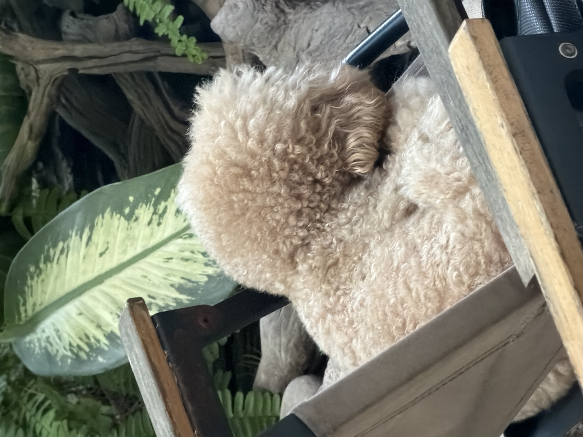 The image depicts a fluffy, light brown dog, likely a poodle or poodle mix, resting in a camping chair. The dog's head is turned away from the camera, and its body is curled up in the chair. The chair is made of a tan fabric with wooden and metal accents. In the background, there is lush greenery, including a large, variegated leaf and some fern-like plants. The overall impression is one of a peaceful, natural setting. There are no people visible in the image. The scene is outdoors, likely in a garden or park, given the presence of plants and natural elements. The question about "Bac Nha Trang Ward, Vietnam" seems to be an extraneous piece of information, as there are no specific visual cues in the image to indicate this location.