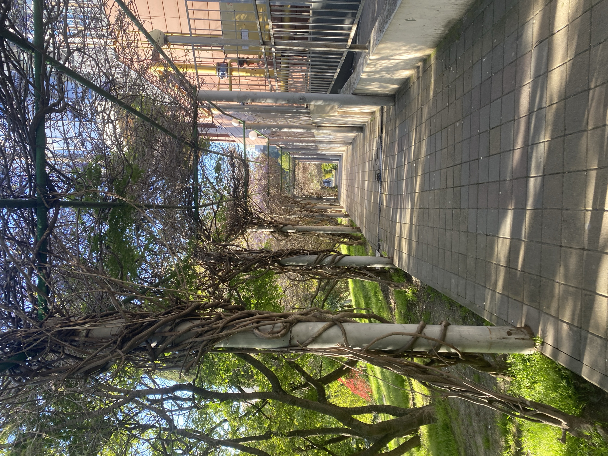 This media file captures a long, inviting walkway or pergola in Sochi, Russia, stretching into the distance under bright natural light. The perspective emphasizes the depth and structure of the path.
On the right, a neatly paved walkway of grey square tiles extends ahead, illuminated by direct sunlight. Long, sharp shadows are cast across the pavement, suggesting either early morning or late afternoon. To the far right and above the walkway, a building with visible windows and a metal railing or fence runs parallel to the path.
The left side of the walkway is characterized by a series of robust, light-colored cylindrical posts that support an overhead trellis structure. These posts and the horizontal beams are densely covered with thick, gnarled woody vines, appearing mostly bare but with some emerging green foliage. Further down the path, hints of purple flowers are visible on the vines, suggesting they might be wisteria starting to bloom. Beyond the pergola's framework on the left, a lush green grassy area with mature trees and patches of red foliage adds a vibrant contrast. The blue sky is visible through the gaps in the overhead structure and foliage.
The scene is serene and peaceful, with no people or explicit activity depicted. The clear sky and strong sunlight create a tranquil atmosphere. There is no visible text in the image.