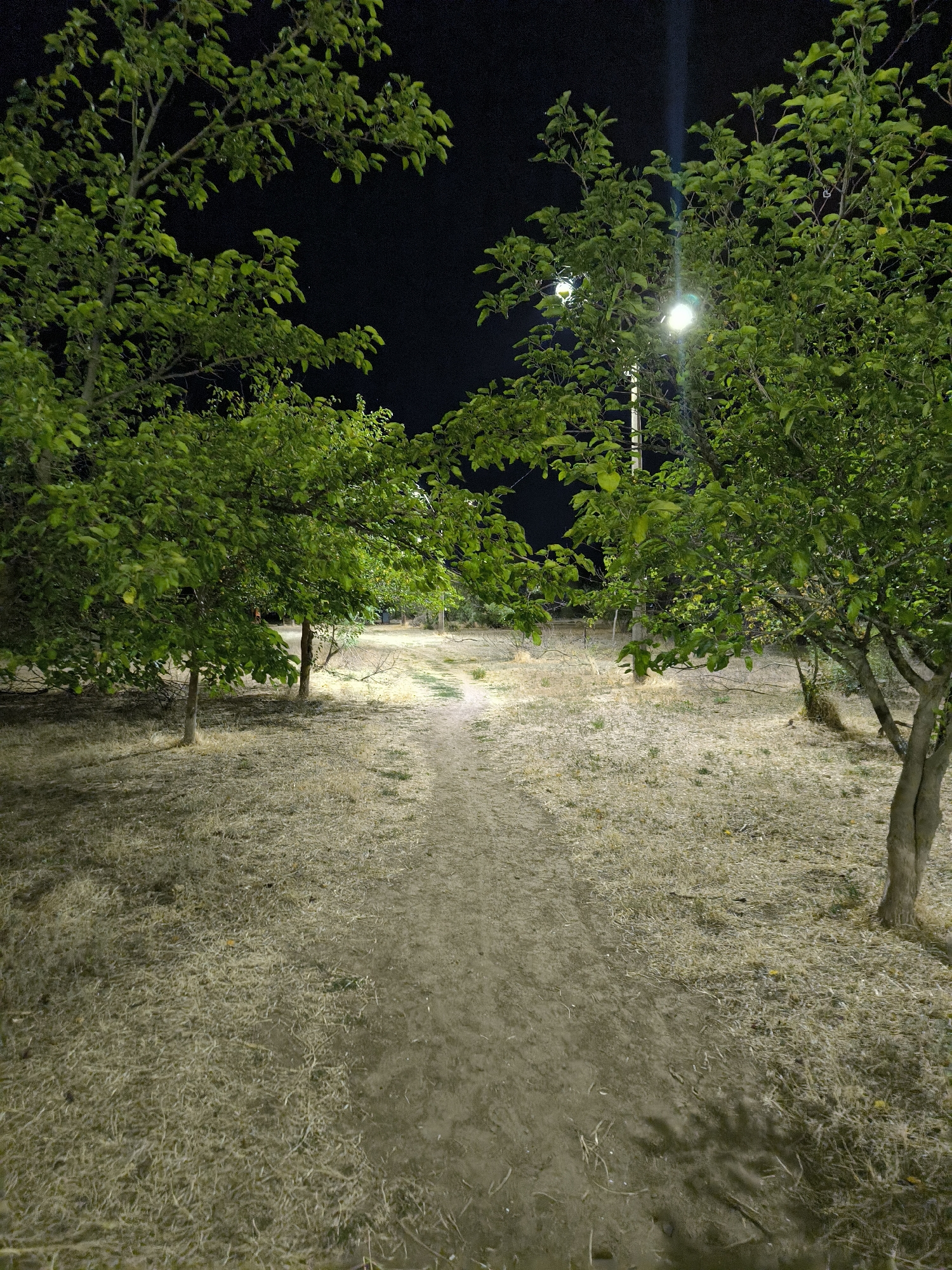 The image depicts a pathway through a park or garden at night. Two trees with green foliage frame the path, which appears to be made of dirt. The ground on either side of the path is covered in dry grass or straw. A streetlight illuminates the scene, casting shadows from the trees onto the ground. The sky is dark. The location in Mykolaiv, Ukraine cannot be determined from the image alone.