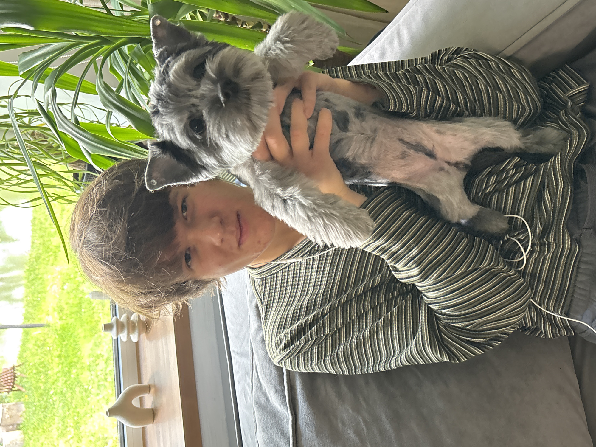 A young person, likely male, with short brown hair, is seated indoors, holding a small, gray, scruffy-haired dog, possibly a Schnauzer. The person is wearing a long-sleeved, horizontally striped shirt with alternating dark and light green/white stripes, and dark trousers. They look towards the camera with a neutral to slightly smiling expression. The dog is held up by the person's hands, its belly exposed, revealing dark spots on its light gray fur, and it appears alert, looking directly at the viewer.
They are sitting on a gray sofa in a brightly lit room. Behind them, a large green leafy plant adds to the indoor decor. To the left of the person (viewer's right), a windowsill is visible, adorned with two modern, light-colored ceramic decorative objects: one with a stacked, rounded design and another U-shaped vase. Through the large window behind the person, a vibrant green lawn can be seen, suggesting a sunny daytime setting, possibly a backyard or garden area. A wooden chair or bench is faintly visible in the distance outside. A white cable, possibly earphones or a charger, rests on the sofa near the person's side. The overall mood is relaxed and affectionate. The location is contextualized as Chaikovsky, Russia.