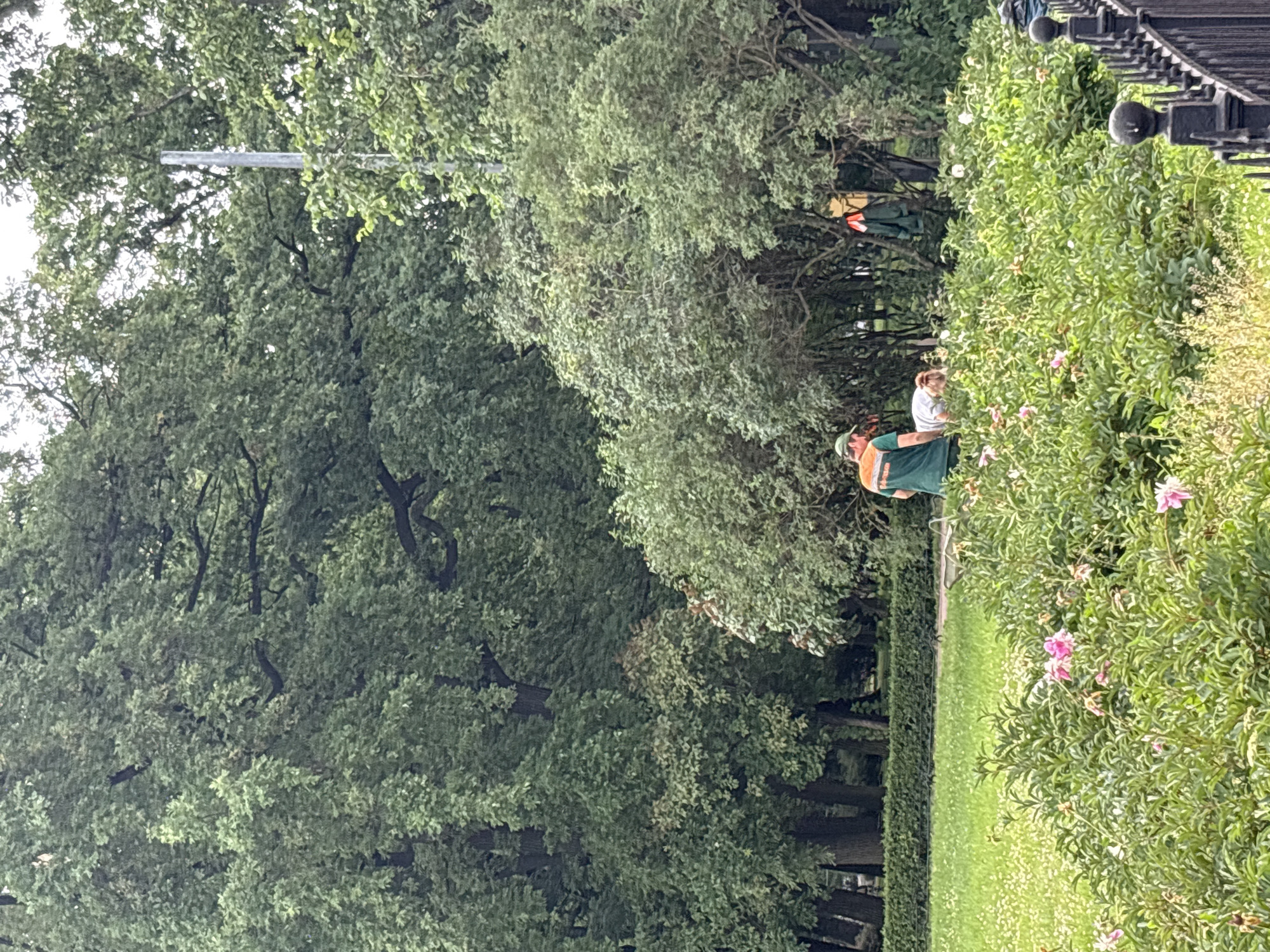 In Saint Petersburg, Russia, two individuals are observed in a park setting. One person, wearing a green uniform with orange accents, appears to be a park employee. They are bending over, possibly attending to the foliage or assisting the other individual. The second person, wearing a light-colored top and dark bottoms, is also bent over near the first individual, amidst a bed of pink and white flowers. Lush green trees form the background, with a manicured hedge and a black ornamental fence visible in the foreground. The scene suggests a calm day in a well-maintained public space.