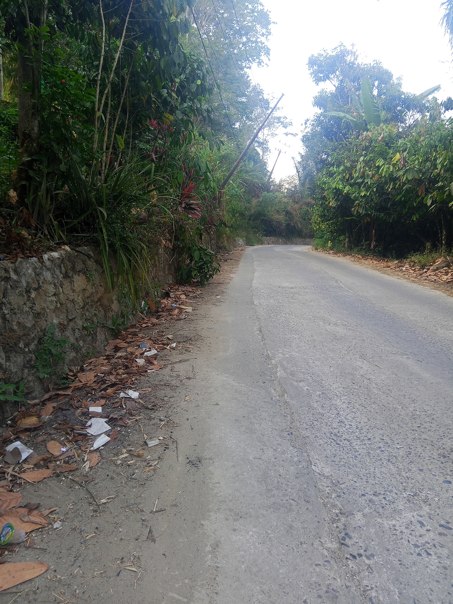 The image depicts a paved road winding through a lush, green, tropical environment. On the left side of the road, a low stone wall is visible, partially covered by foliage and scattered dry leaves and litter, including several pieces of white plastic. Beyond the wall, dense vegetation, including tall trees, bamboo, and various plants with red and green leaves, creates a thick barrier. On the right side of the road, the vegetation continues, with a canopy of trees and foliage dominating the upper portion of the frame. The road itself appears to be an asphalt surface, showing some signs of wear and tear, with a visible crack running down the center in the foreground. The sky above is bright and overcast, suggesting daytime. The scene is likely located in a rural or semi-rural area.