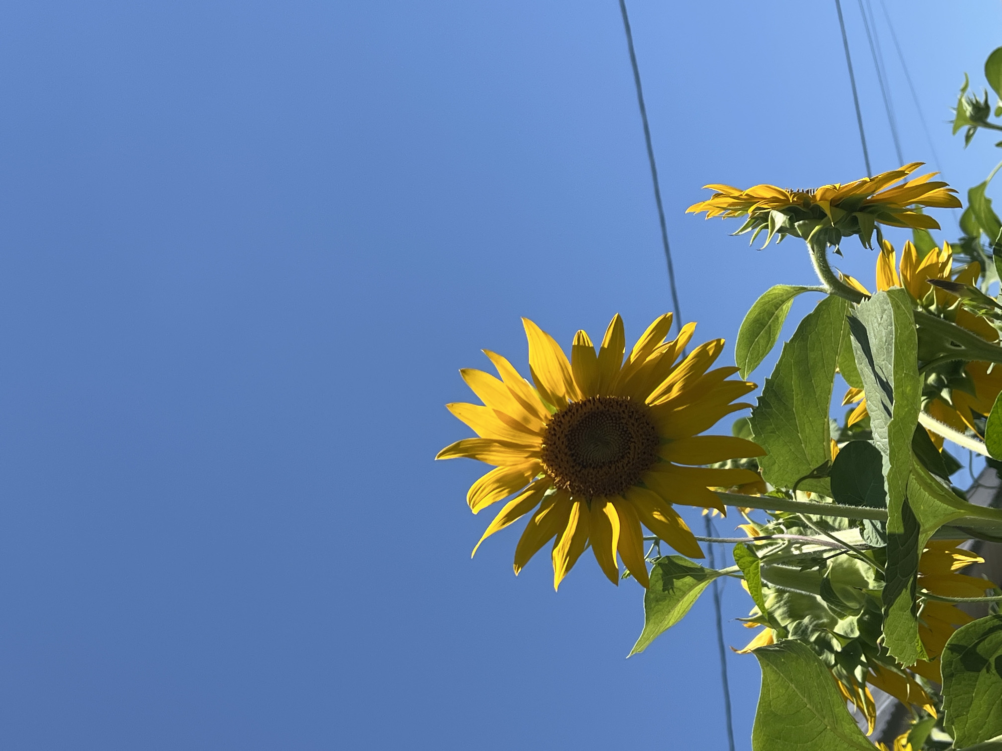 The image displays a cluster of sunflowers against a clear blue sky. One large sunflower dominates the foreground, with its bright yellow petals spread wide. Smaller sunflowers and buds are visible below and to the right, some still closed. Green leaves and stems are abundant. Two power lines stretch horizontally across the upper portion of the image. The scene appears to be outdoors, possibly in a garden or field, under bright sunlight. There are no people or animals in the frame. The location is identified as Shymkent, Kazakhstan.