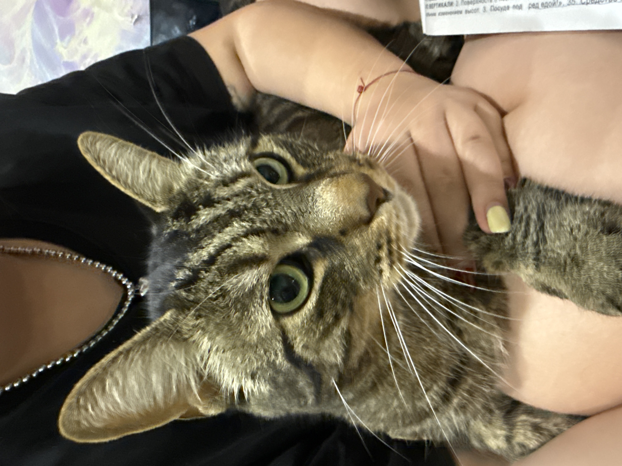 In the image, a brown tabby cat with green eyes is being held by a person. The cat is positioned in the center of the frame, facing towards the right. The person's arms are supporting the cat, and their hands are visible, one of which has yellow nail polish. The person is wearing a black t-shirt and a silver chain necklace. The background is blurred, showing a light-colored surface with some purplish hues. A portion of a white paper with text is visible on the right side of the image. The scene appears to be indoors, possibly in a residential setting. No specific location in the city of ЖК «Борисоглебское», Russia, can be identified from the visual information provided.
