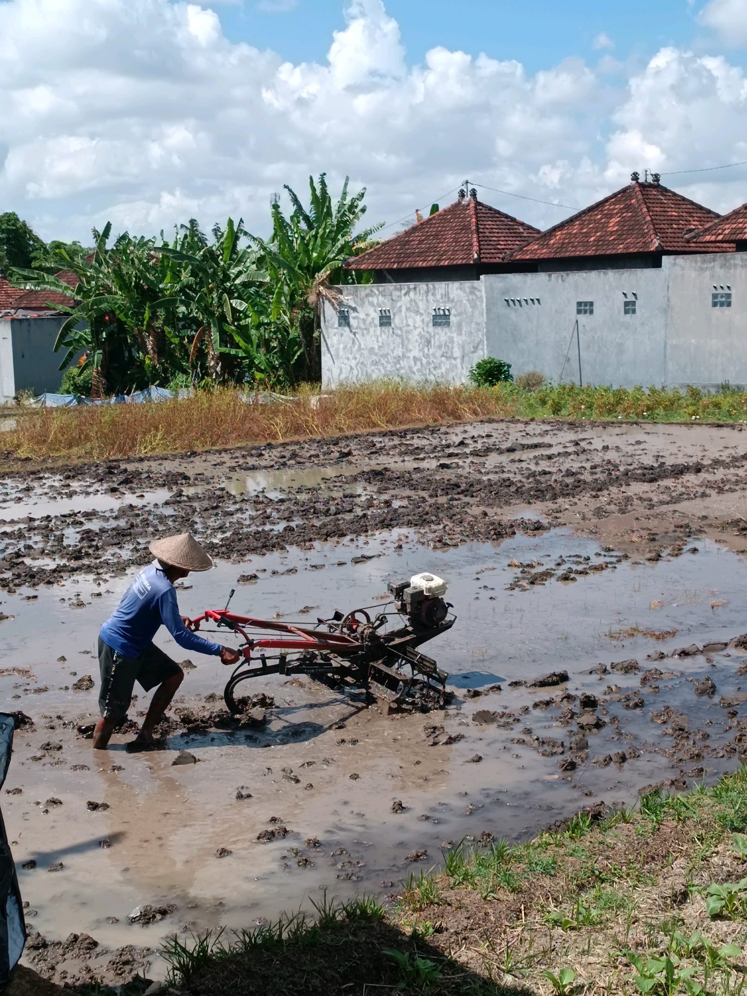In a muddy rice paddy field in Tabanan, Indonesia, a farmer wearing a conical hat and blue long-sleeved shirt is operating a two-wheeled tractor. The farmer is positioned in the middle of the field, pushing the tiller forward through the water and mud. The tractor is red and has a white engine at the back. The field is partially submerged in water with clumps of dark soil visible throughout. In the background, there are houses with terracotta tiled roofs and white walls. Lush green banana trees and other vegetation are also present behind the houses. The sky is partly cloudy with bright blue patches. The overall scene depicts agricultural labor in a rural Indonesian setting.