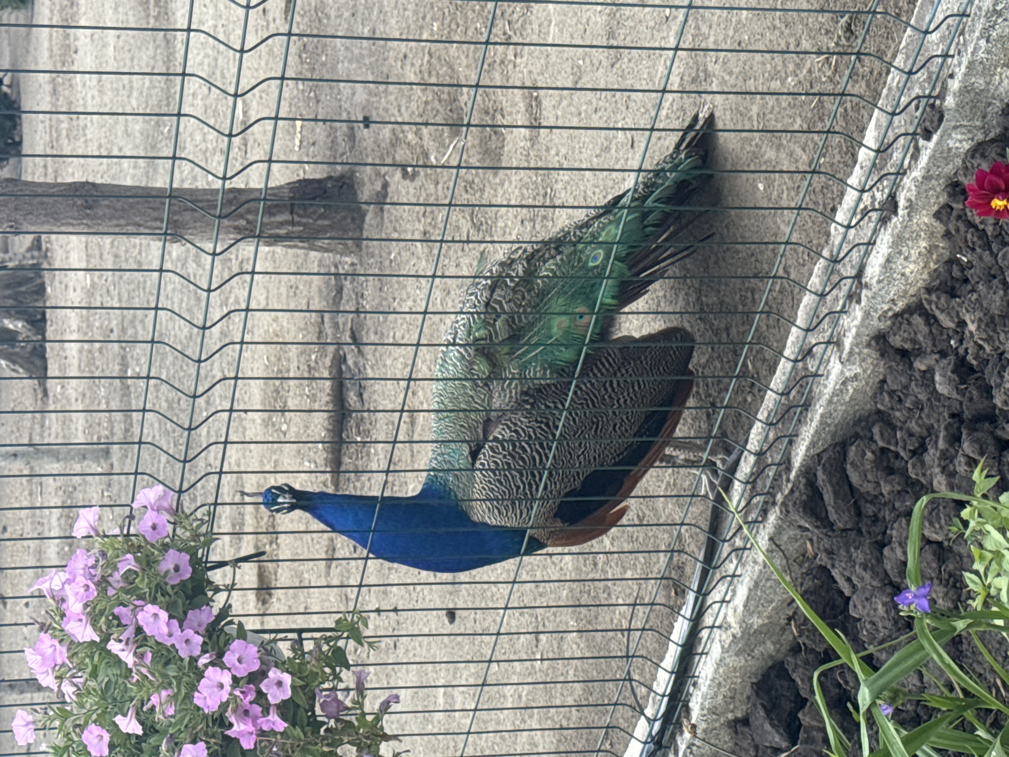 A peacock stands behind a green wire fence in an outdoor enclosure. The peacock is predominantly blue and green with intricate patterns on its feathers. In the background, there are several trees and the ground appears to be dirt or sand. In the foreground, there is a planter with pink flowers hanging on the fence, and a patch of dark soil with some green plants and a small purple flower. The overall scene suggests a zoo or wildlife enclosure. The location is identified as Zaliznychne, Ukraine.