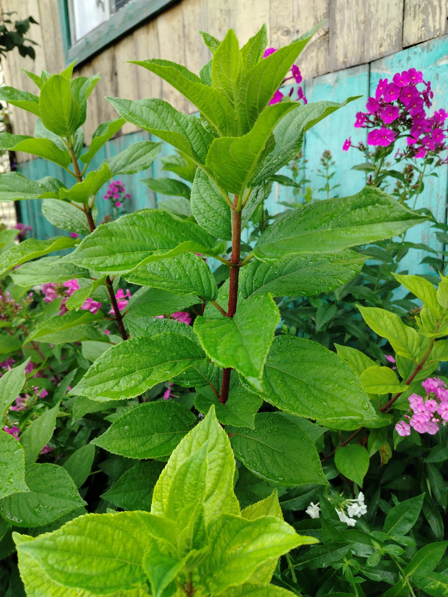 In the city of Gozhan, Russia, a close-up, eye-level, outdoor shot focuses on a cluster of vibrant green leaves, some glistening with water droplets, suggesting recent rain. The foliage is lush and textured, with prominent veins on the leaves. In the background, a weathered wooden fence, painted in alternating shades of light wood and distressed teal, provides a rustic backdrop. Several small clusters of bright pink flowers are visible, interspersed among the green leaves, adding pops of color to the scene. A few tiny white flowers also appear in the lower portion of the frame. The overall impression is one of natural beauty and a tranquil garden setting.