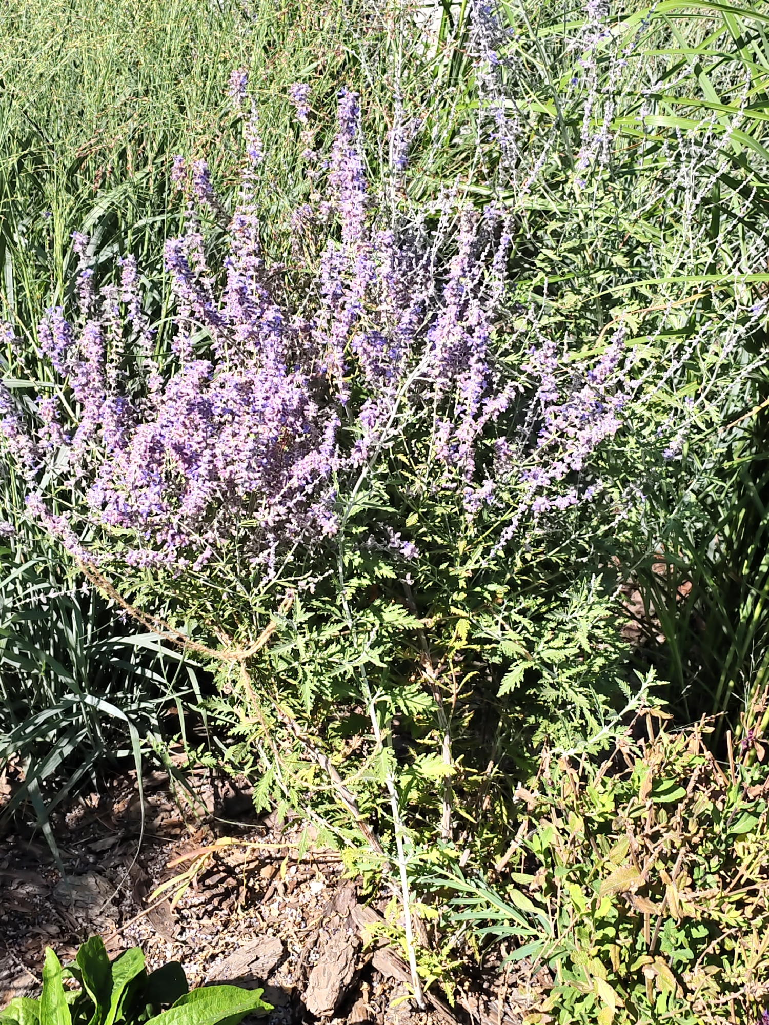 A detailed, medium-shot, eye-level photograph captures a patch of Russian sage (Perovskia atriplicifolia) in bloom, surrounded by various grasses and ground cover. The Russian sage is the dominant subject, with its numerous spires of delicate purple flowers and grey-green foliage. Behind and to the sides of the sage, taller green grasses create a lush backdrop, some with a slightly feathery appearance. In the foreground, the ground is covered in mulch and some dry, brown vegetation, with a few broad green leaves of another plant visible at the bottom left. The scene is illuminated by bright, natural sunlight, casting some shadows and highlighting the textures of the plants and ground. The overall impression is that of a well-maintained garden or natural landscape in a temperate climate during the flowering season. No people are visible in the image. The context of Rostov-on-Don, Russia, suggests this garden is likely located in a park, botanical garden, or private residence within the city.
