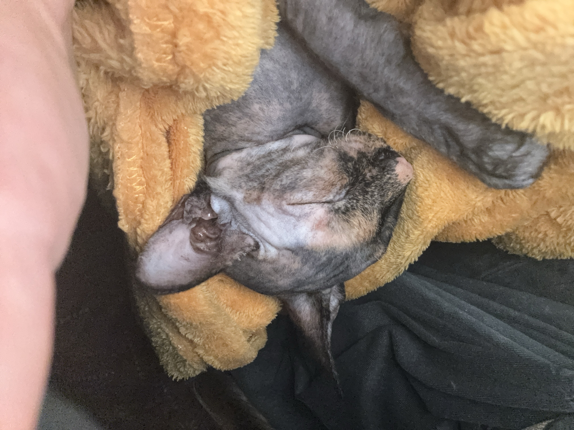 A close-up, high-angle shot captures a small, hairless or sparsely-furred cat sleeping soundly, nestled within an orange-yellow fluffy blanket. The cat's eyes are closed, and its head is slightly tilted, revealing its wrinkled skin and prominent white whiskers. Its fur or skin exhibits a mottled pattern of grey, dark grey, and patches of lighter cream or tan, characteristic of a calico or tortoiseshell. A small reddish mark is visible on the side of its head near its cheek.
The cat appears to be sleeping on its back or side, deeply relaxed and comfortable. One of its front legs, also grey and wrinkled, is visible, extending into the soft blanket. A dark grey or black fabric, possibly another blanket or clothing, is visible beneath and to the right of the cat. On the far left of the frame, a light-skinned human arm or hand is partially visible, suggesting the cat might be held or resting close to a person. The scene conveys a sense of warmth, peace, and coziness. There is no visible text.