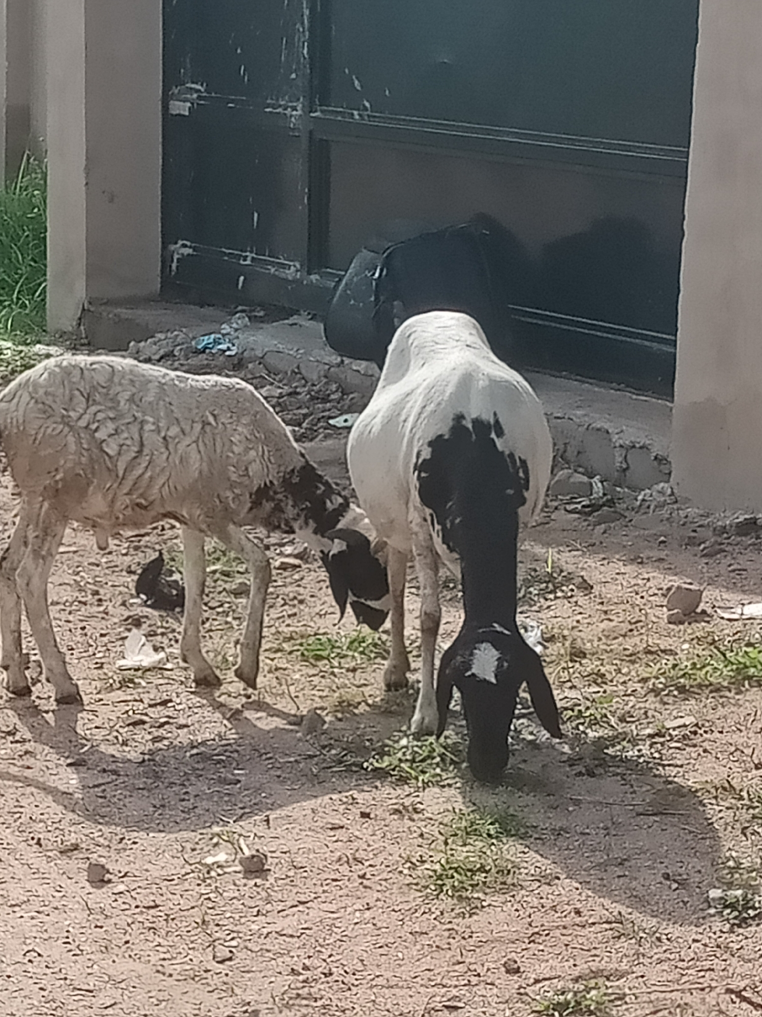 In Jalingo, Nigeria, two sheep are grazing on dirt and sparse vegetation in front of a dark metal gate. The sheep on the left is a lighter color with a curly fleece and is bending down to eat. The sheep on the right has a white body with black markings on its head and back, and is also grazing. A portion of a concrete structure is visible to the left of the gate, and some debris is scattered on the ground. The overall environment appears to be an outdoor, possibly semi-urban, area.