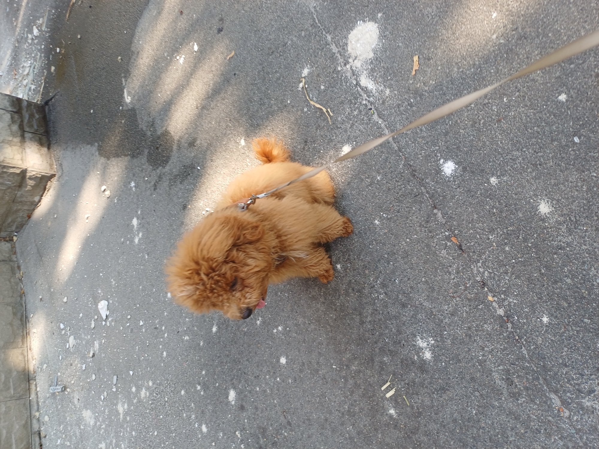 A small, fluffy, light brown dog with a curly coat sits on a cracked asphalt surface in what appears to be an urban environment. The dog is wearing a harness and is attached to a leash that extends out of frame to the right. Its tongue is slightly visible, and it is looking to its left. The ground is littered with small white debris, possibly paint chips or dried residue. In the background, a section of a light-colored stone wall is visible, casting a shadow on the ground. Sunlight streams in from the right, illuminating parts of the scene and creating a contrast between light and shadow. There are no people visible in the image. The scene is likely outdoors, on a street or sidewalk, and given the context, it is located in the city of Kyiv, Ukraine.