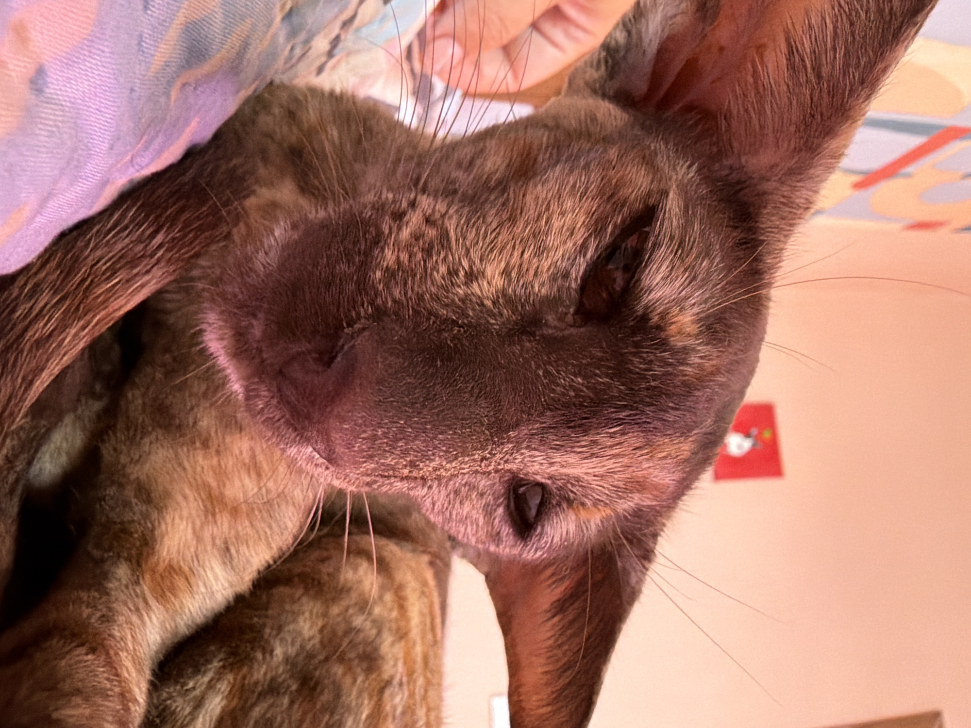 This close-up, rotated image, set in Chaikovsky, Russia, features a tortoiseshell cat, likely an Oriental Shorthair, dominating the frame. The cat's head is prominent, angled downwards and to the right, showcasing its lean face, large ears, and distinctive facial structure. Its fur is a mix of dark brown, gray, and reddish-orange patches. A human hand or fingers are visible near the top of the cat's head, suggesting gentle interaction such as petting or holding.
In the upper left, a soft, patterned fabric in shades of blue, purple, and light pink is visible, likely a blanket or clothing. The background behind the cat consists of a plain, light peach or orange-colored wall. On this wall, a small, blurry red square object with an indistinct white design, possibly a sticker or decoration, can be seen.
The cat appears calm and relaxed, its eyes looking downwards. The scene suggests an intimate, indoor setting, likely a home environment. The lighting is soft and warm, contributing to a cozy atmosphere. There is no visible text in the image.