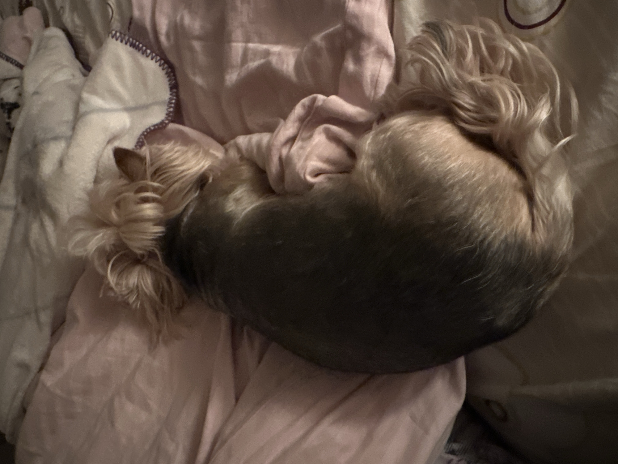 A small dog with long, blonde hair on its head and tail is curled up on a bed. The dog's body is mostly covered in dark brown hair. The bed is covered in various pink and white blankets. The scene appears to be indoors. There is no information about the location in Sofia, Bulgaria.