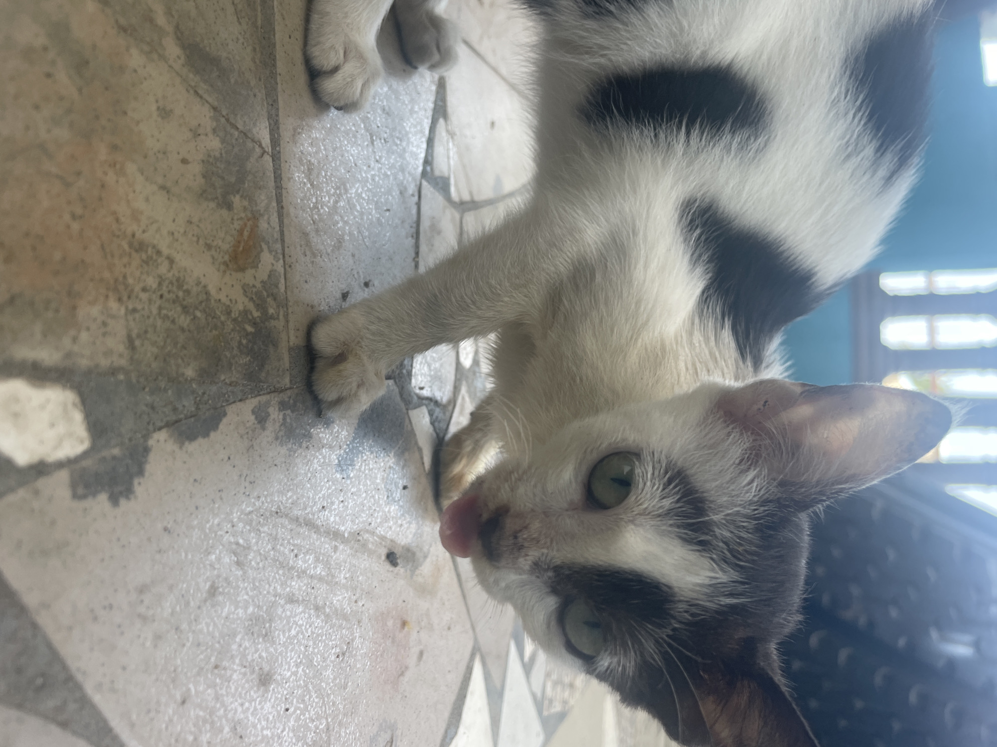A cat with black and white fur stands on a tiled floor. The cat is close to the camera and is licking its nose. The location is potentially Badagry, Nigeria.