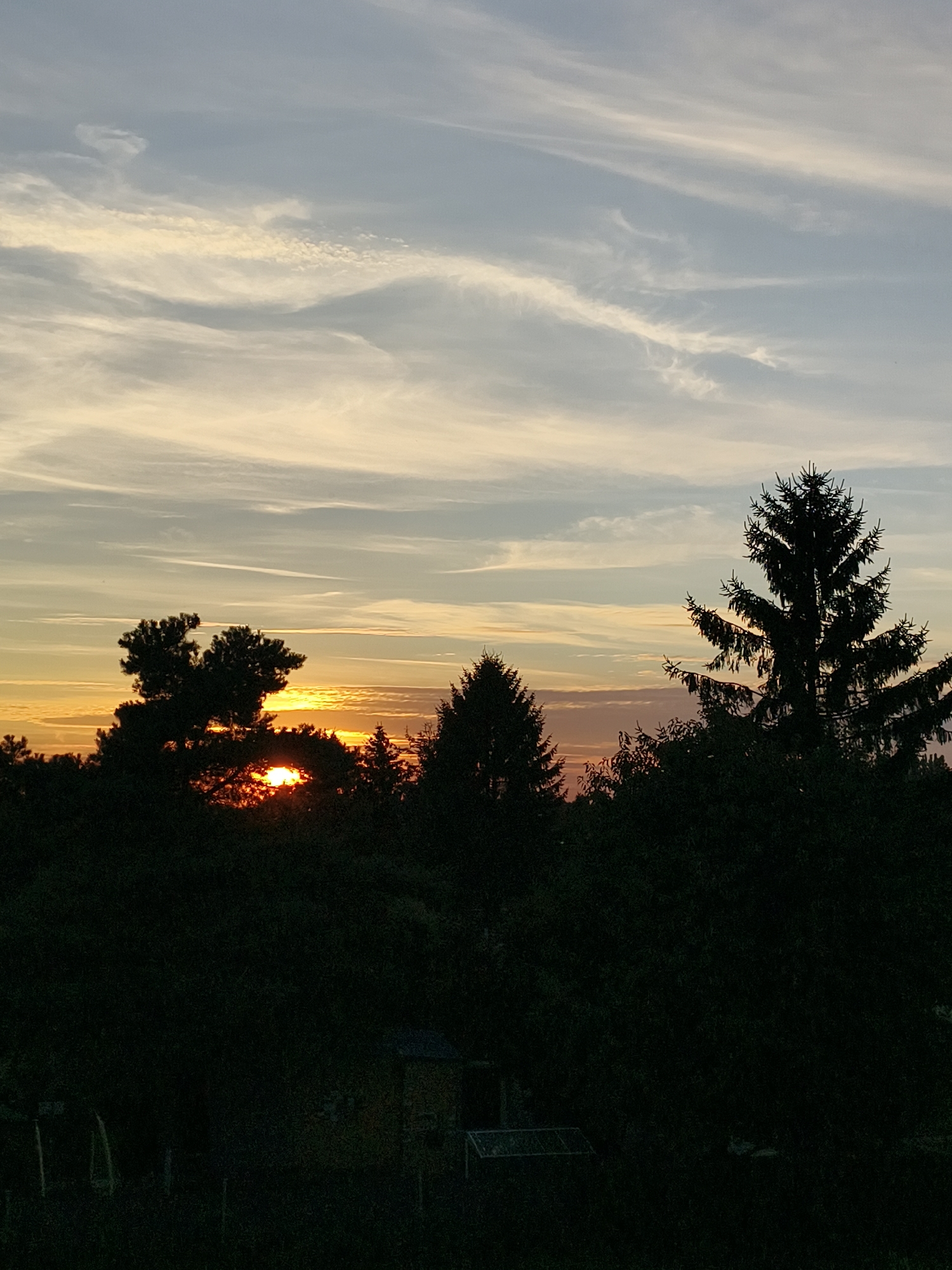 The image depicts a serene sunset scene with silhouetted trees against a gradient sky. The sky transitions from a pale yellow and orange near the horizon to a soft blue and white higher up, with wispy clouds scattered across it. In the foreground, the dark silhouettes of various trees, including what appears to be a prominent spruce tree on the right, dominate the lower portion of the frame. The sun is visible peeking through the branches of a tree on the left, casting a warm glow. Below the tree line, glimpses of dark, indistinct structures, possibly part of a garden or outbuildings, are visible. The overall impression is one of natural beauty and tranquility at dusk.
