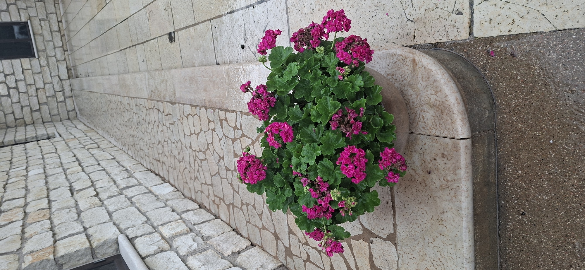 A potted plant with vibrant pink flowers sits on a stone ledge in front of a stone wall. The ground is paved with flagstones, some of which appear wet. The overall scene suggests an outdoor urban setting, potentially a courtyard or walkway. The location is the city of Kaali, Estonia.