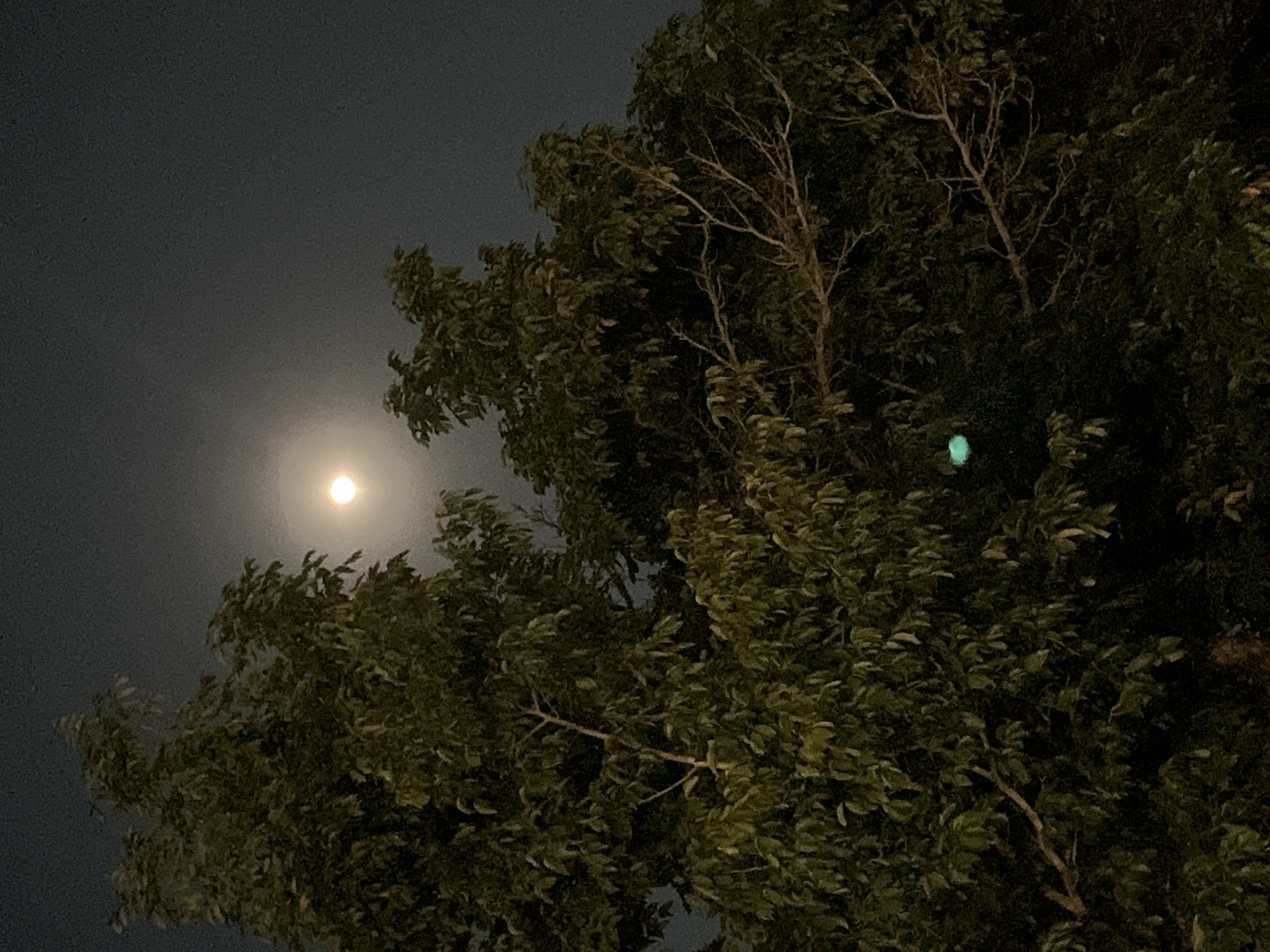The media file shows a tree silhouetted against a dark, possibly nighttime sky. The moon is visible in the upper left quadrant of the image, appearing as a bright, slightly diffused orb. The tree itself is dense with foliage, its branches extending into the frame. Some of the leaves appear to be illuminated, possibly by the moonlight or an external light source, giving them a lighter green hue. In the mid-right portion of the image, there is a small, glowing green object, its nature unclear. The overall scene evokes a quiet, nocturnal atmosphere, possibly in a natural setting given the prominence of the tree and the moon. The location context suggests this scene is in Legonipah, Indonesia. There is no visible text in the image.