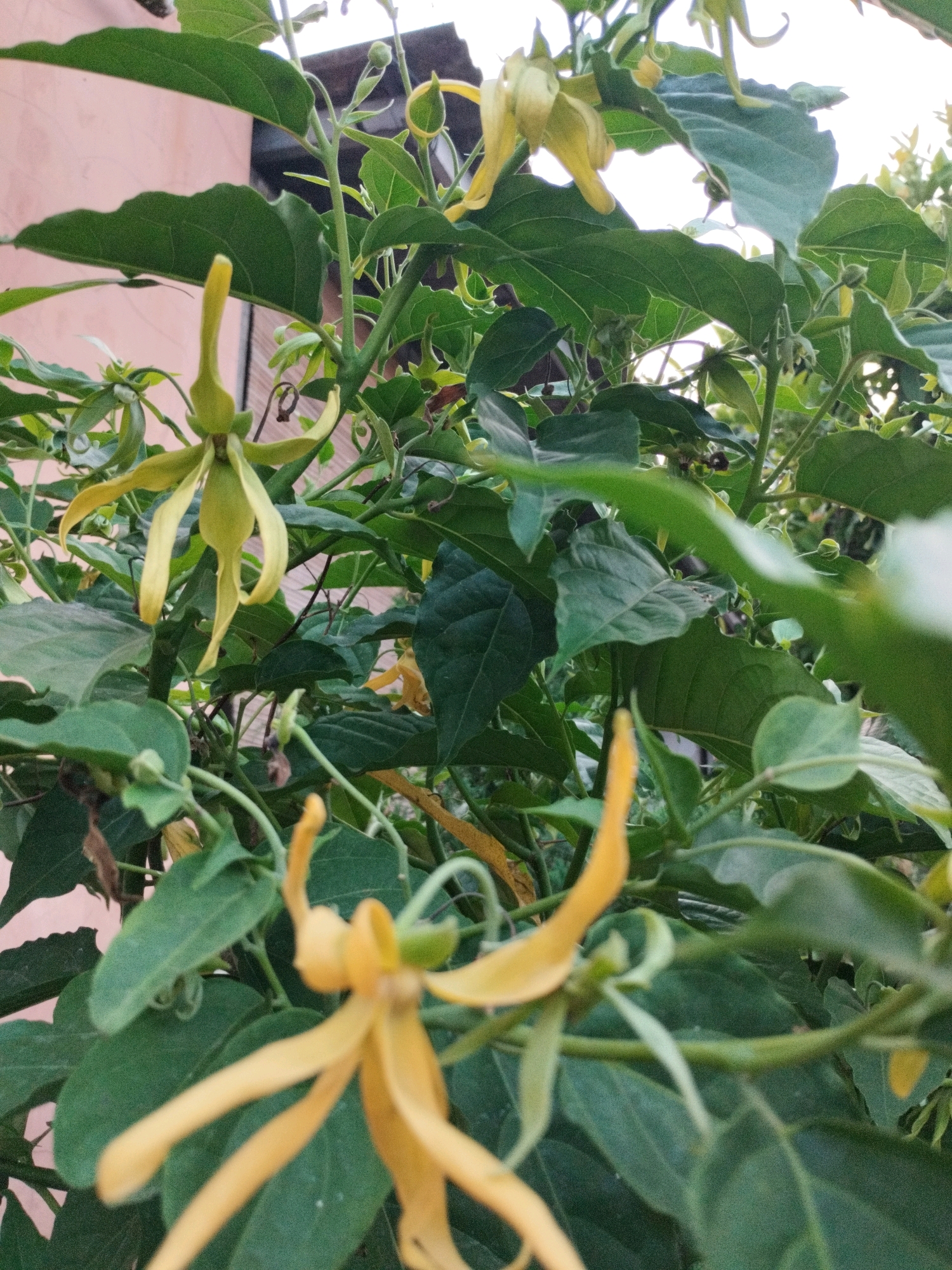 In the city of Bojong Gede, Indonesia, a close-up photograph captures a cluster of yellow flowers with long, slender petals, possibly of the Ylang-Ylang variety, intertwined with lush green foliage. The flowers, predominantly in focus in the foreground and mid-ground, exhibit a delicate, drooping form. The background shows a pinkish wall and hints of other vegetation, suggesting an outdoor setting, likely a garden or a naturalized area. The lighting indicates it may be daytime, with soft light illuminating the scene. No people or specific actions are visible.