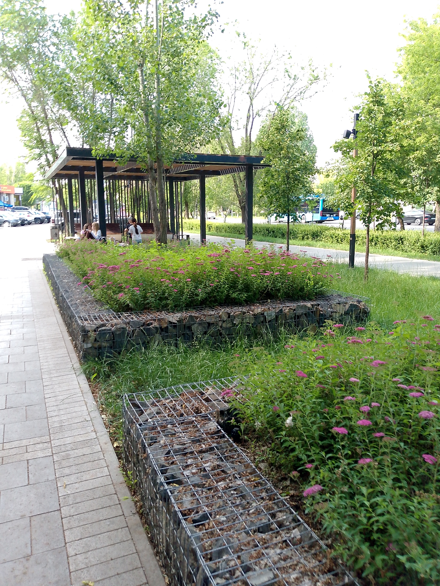 This image depicts an outdoor urban park scene, likely in Astana, Kazakhstan, characterized by a paved walkway on the left, a gabion retaining wall filled with rocks and supporting a dense growth of pink flowering bushes, and a covered seating area or pergola in the background. Several trees with green foliage are scattered throughout the scene, with one particularly tall tree prominent in the center. The pergola has a dark frame and a slatted roof, and benches are visible beneath it. Three individuals, appearing to be women, are seated on a bench under the pergola. A blue bus is visible on the road in the background, suggesting a location near a street or thoroughfare. The overall environment is green and well-maintained, with a clear sky overhead.