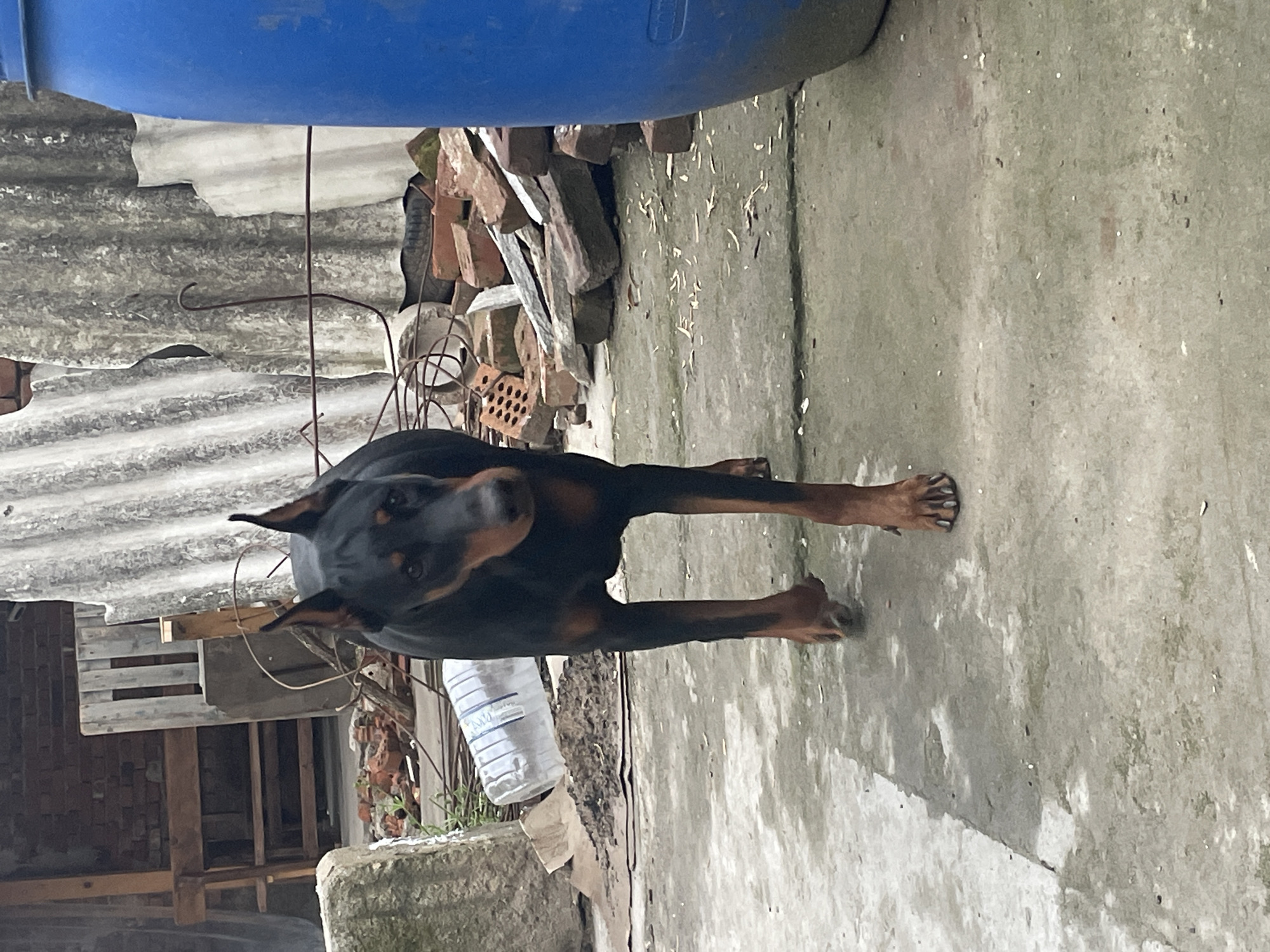 The image shows a black and brown Doberman dog standing on a concrete surface in an outdoor environment. The dog is facing the camera. Behind the dog are various objects including a blue container, corrugated metal, bricks, a wooden pallet, and a plastic water bottle. The location is inferred to be Harmanli, Bulgaria.