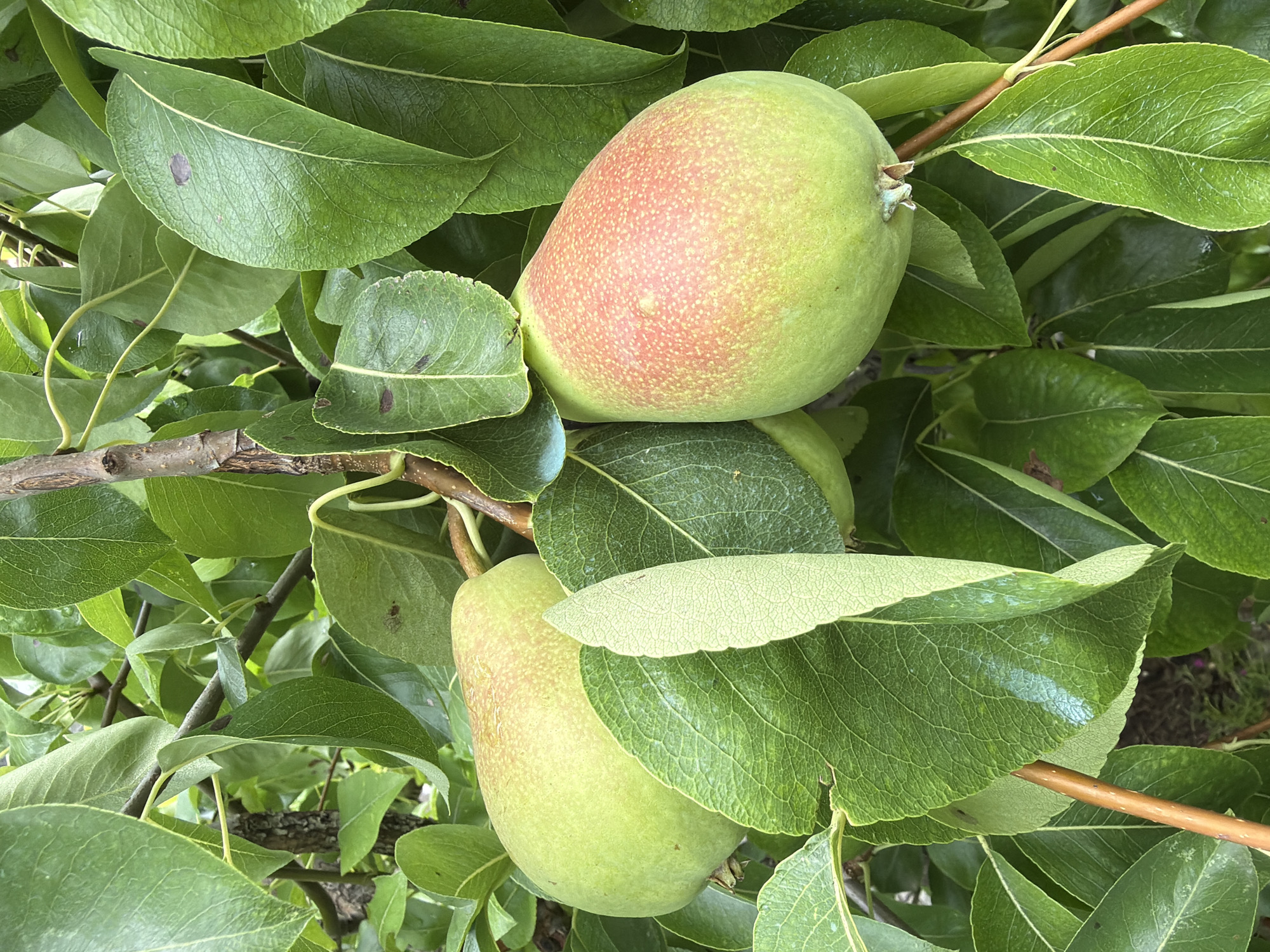 A close-up shot of two ripe pears hanging on a tree branch, surrounded by lush green leaves. The pears are a mix of green and red hues, indicating ripeness. The image captures the detail of the pears' skin, with visible speckles and slight color variations. The leaves are vibrant green, with some showing a slightly glossy texture, possibly due to recent watering or dew. The lighting suggests it's daytime, possibly overcast as there are no strong shadows. The background is filled with more foliage and branches, creating a natural, organic setting. The specific location in Gulyantsi, Bulgaria, is noted, implying this is a scene from a garden or orchard within that region.
