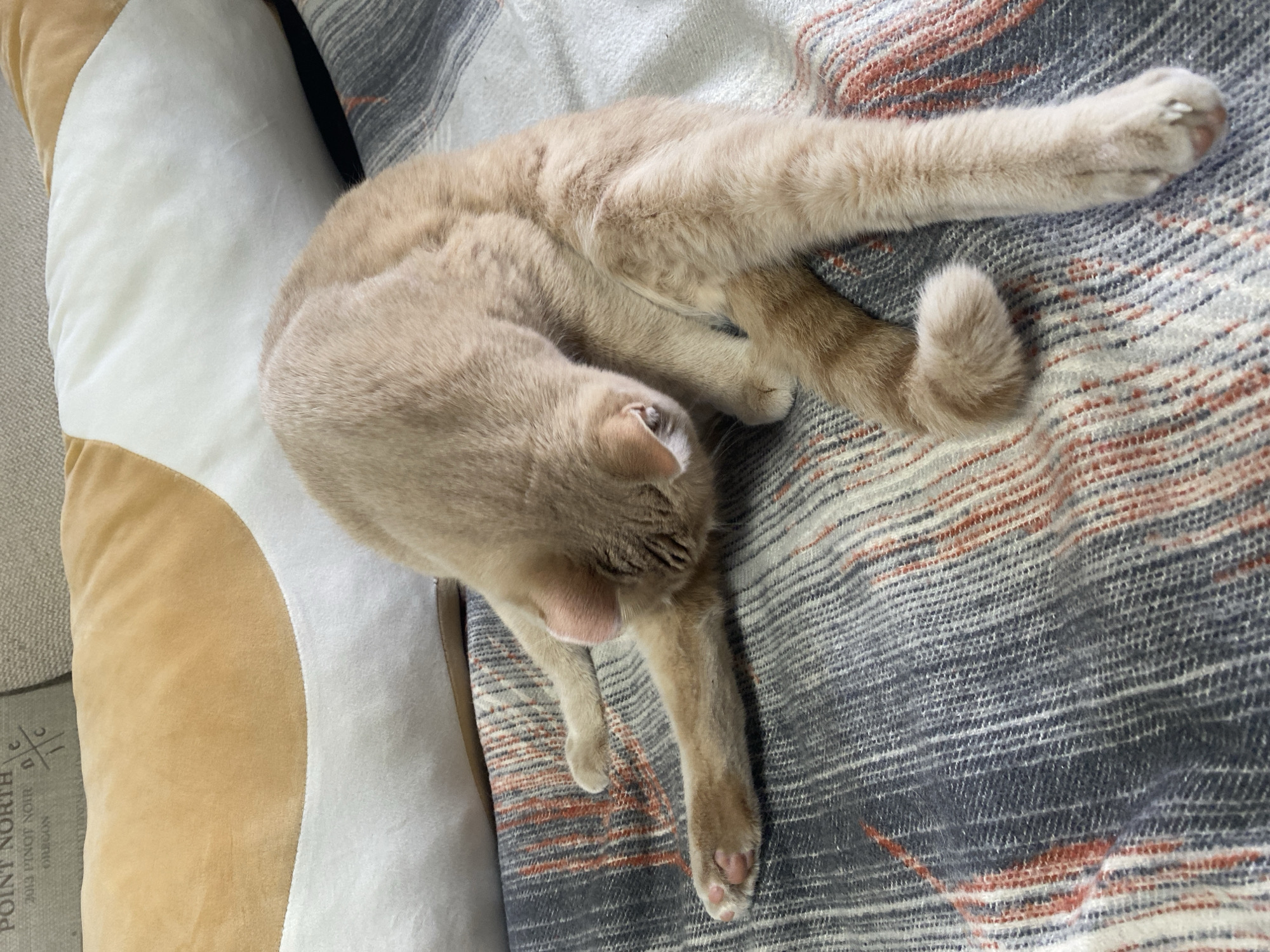 A light-colored, short-haired cat with cream or light tan fur is seen resting or stretching on a patterned blanket in an indoor setting. The cat is positioned on its side, with its body somewhat contorted and its head turned towards its midsection, suggesting either grooming or a relaxed sleeping posture. Its limbs are extended, with one front paw showing pink toe beans and white claws partially extended. The tail is curled.
The cat is lying on a textured blanket featuring horizontal stripes in shades of grey, white, and reddish-brown (terra cotta or rust). To the left of the cat, there's a distinct pillow or cushion with two large, curved sections: one in white and the other in a tan or beige velvet-like fabric. Part of a lighter-colored sofa or armchair is visible beneath this pillow.
Notable text is visible on the tan section of the pillow, reading "POINT NORTH", "2013 PINOT NOIR", and "OREGON". This location cue "OREGON" directly contradicts the provided context of "Chaikovsky, Russia". The overall impression is one of comfort and tranquility. The time of day is not discernible, but the scene is clearly indoors.