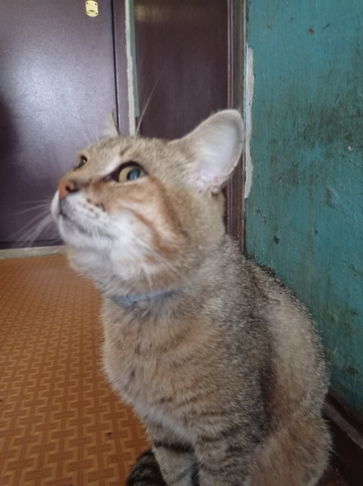 A tabby cat with blue-green eyes is shown in an indoor environment. The cat is facing left, looking upwards. It has a light brown coat with darker tabby markings on its face and body. The cat is wearing a light blue collar. The background consists of a brown door on the left and a teal-colored wall on the right. The floor is covered with a brown patterned mat. The lighting appears to be from an overhead source. The image is cropped to focus on the cat and its immediate surroundings. The scene is likely within a residential dwelling in Degtyarsk, Russia, given the context.