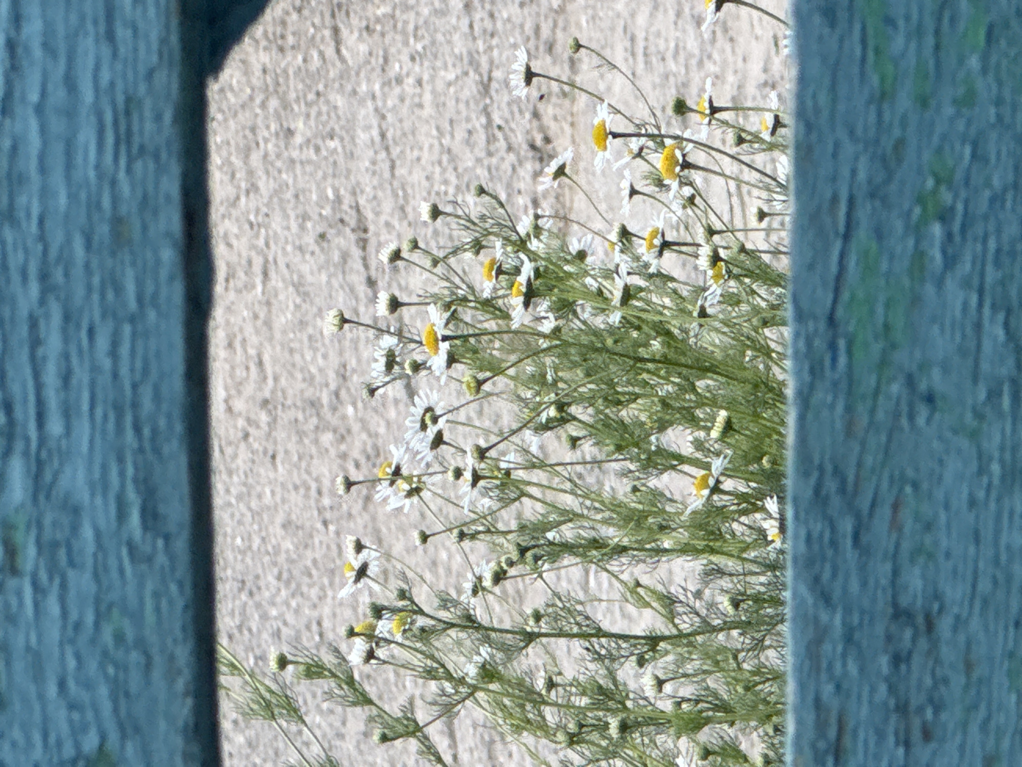 The image shows a cluster of white daisies with yellow centers growing in front of a sandy-colored background. The daisies are on thin green stems, and many are in bloom while others are still buds. The scene is framed by a blurry, dark teal-colored object in the foreground and background, resembling weathered wood or a painted surface. The lighting suggests it is daytime, possibly sunny, with some shadows cast on the ground. The location is unknown.