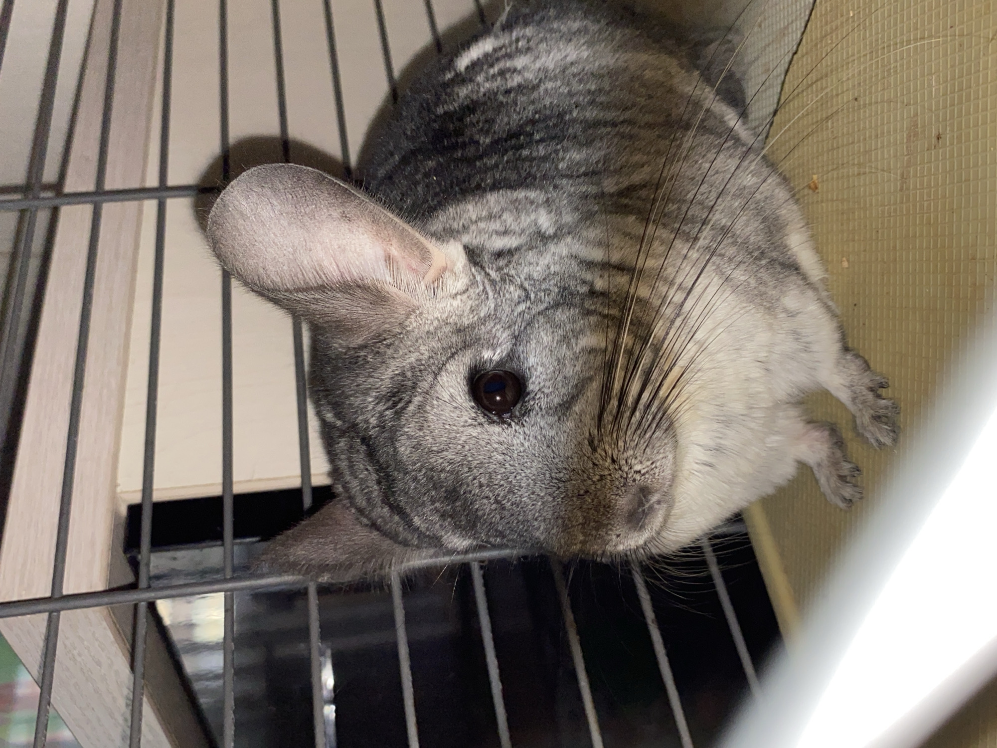 A chinchilla is sitting inside its cage. The chinchilla is gray and white with large ears and dark eyes. It is sitting on a yellow surface. The cage is made of black metal bars and has a wooden shelf inside. There is a bright light in the foreground, obscuring some of the cage. The image is taken from a close-up perspective. The location is unknown.