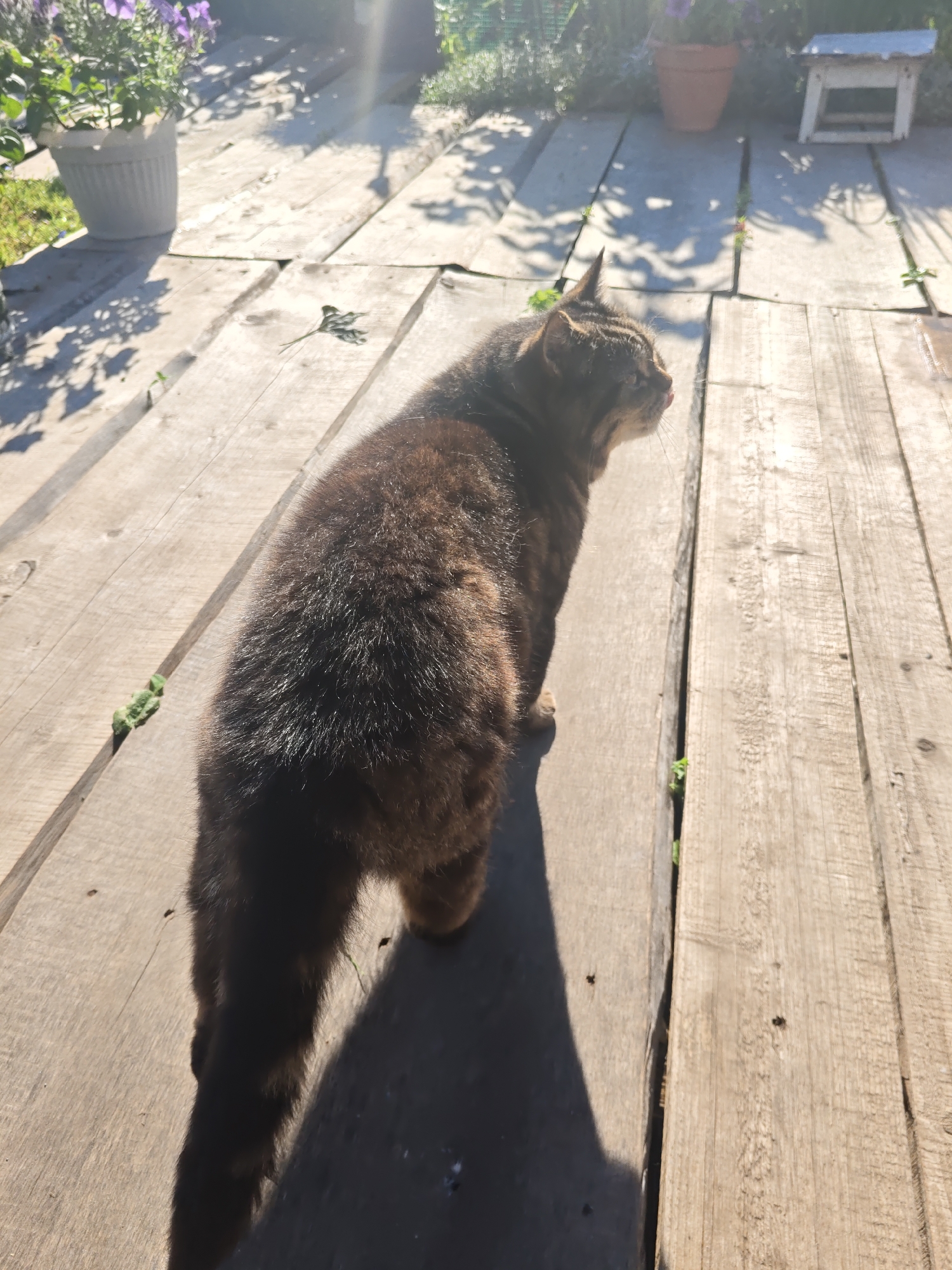 A tabby cat is standing on a wooden deck in a backyard. The cat is facing away from the camera and looking to the right. The cat's fur is brown and black with stripes. The cat's tail is long and bushy. The wooden deck is made of planks and is weathered and worn. There are shadows on the deck, indicating that the sun is shining. In the background, there are potted plants, a bird feeder, and some greenery. The scene appears to be in a residential area of the city of Kurashim, Russia.
