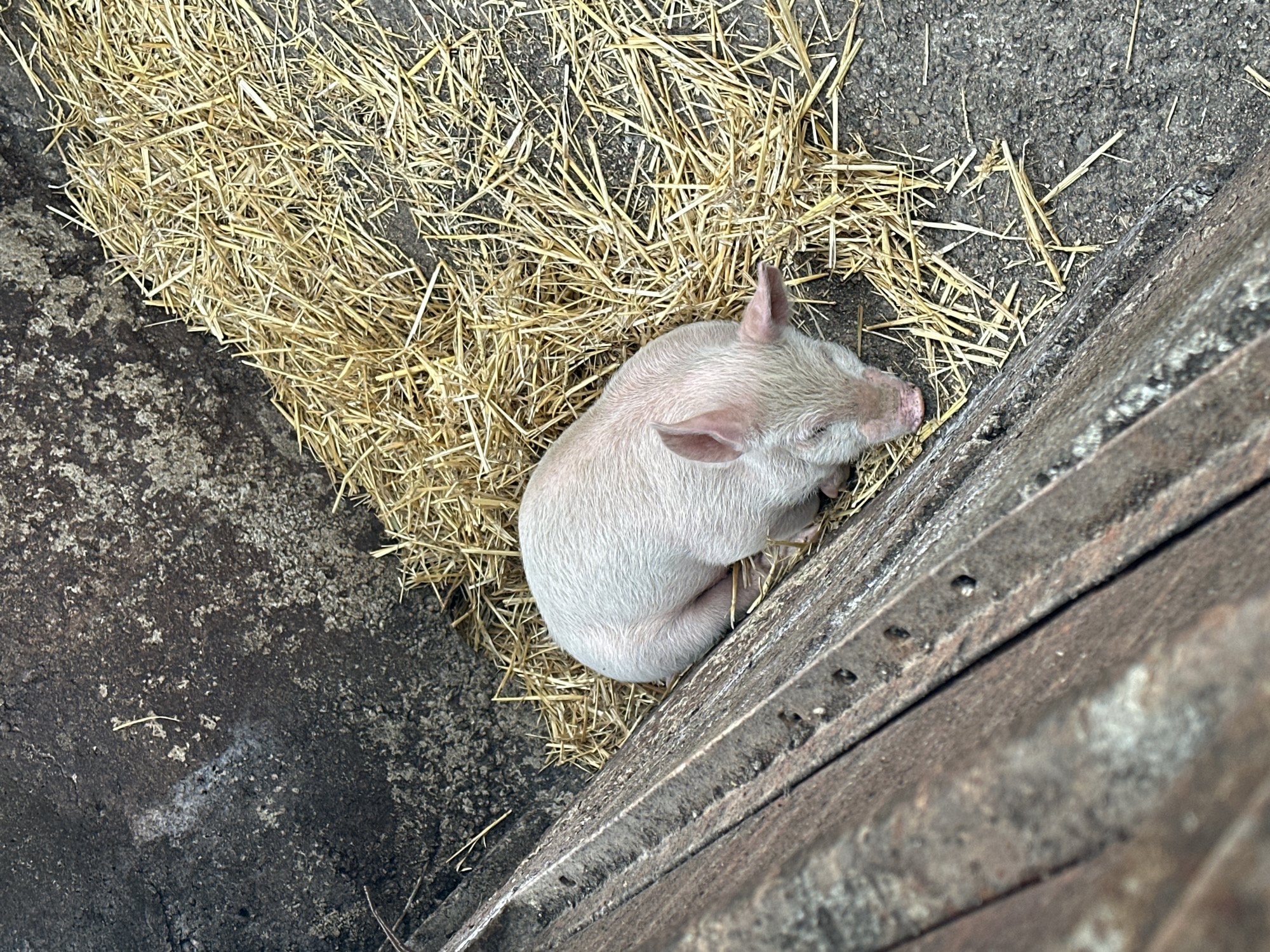 A small, light pink piglet is curled up in a nest of dry straw on the ground, situated in the corner of a weathered, likely outdoor structure. The structure consists of a rough, dark grey concrete-like surface on the left and a rust-colored metal wall or beam on the right. The metal wall exhibits a series of holes or rivets along its top edge. The piglet appears to be resting or sleeping. The location is not determinable from this image.