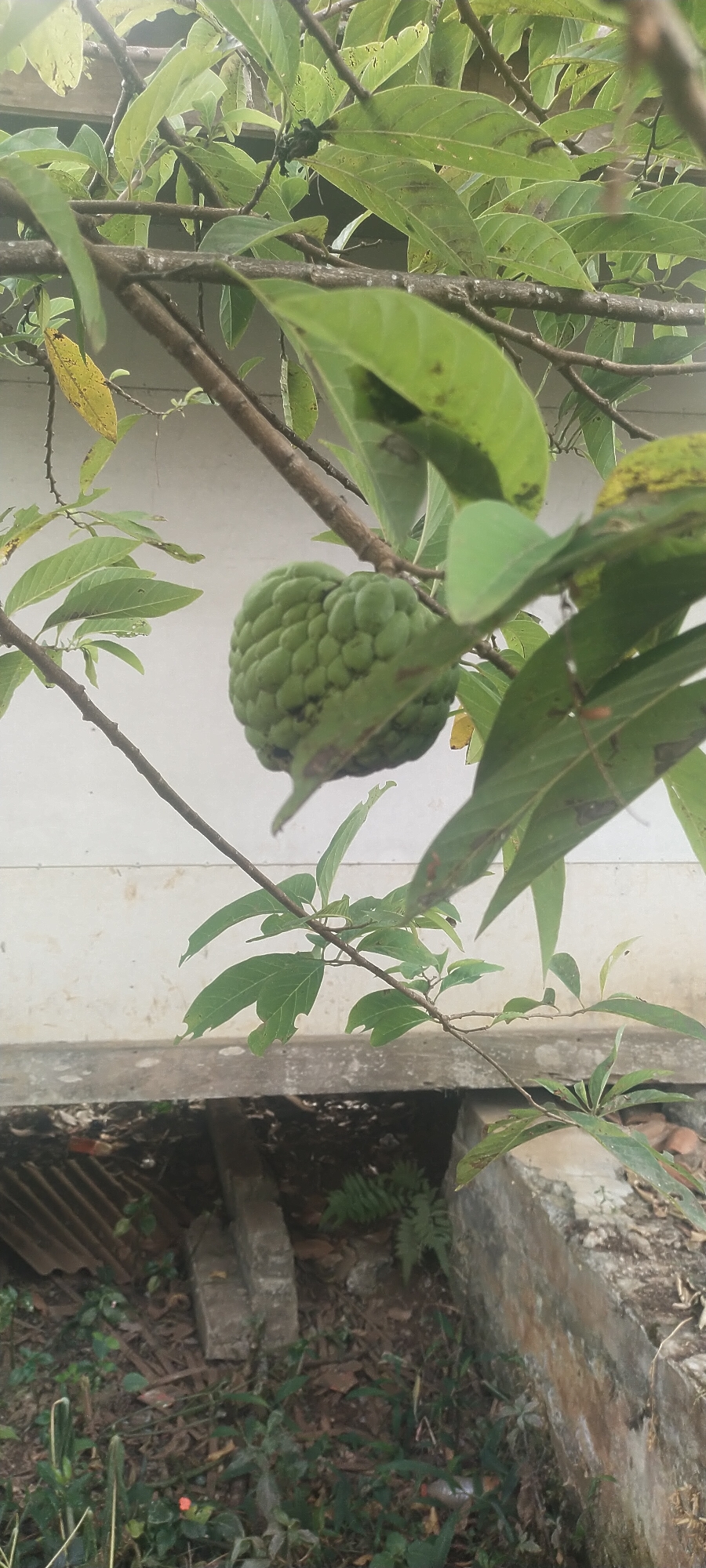 The image shows a custard apple growing on a tree. The fruit is green and bumpy, with a pointed tip. It is surrounded by large, green leaves and branches. The background is a plain white wall, and below the tree, there is a patch of ground covered in dry leaves and debris. In the foreground, there is some foliage and a concrete structure. The scene appears to be outdoors, likely in a garden or yard. The location is identified as Pasirhuni, Indonesia. There are no people or animals visible in the image. The overall impression is one of a natural, rustic setting.