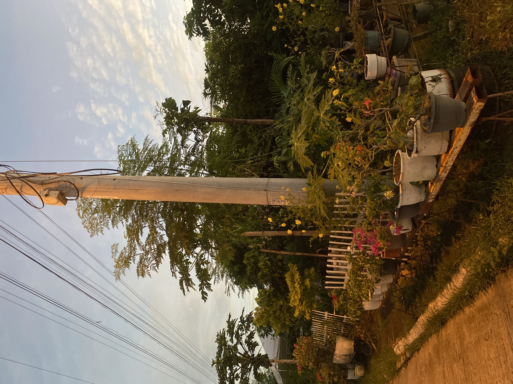The image shows a roadside view in Davao City, Philippines, during what appears to be dusk or early dawn, indicated by the warm, golden light. On the right side of the frame, a row of potted plants and trees is arranged along a metal rack. Some of these plants have colorful flowers, including pink bougainvillea and yellow cosmos. A concrete utility pole with visible electrical wires stands prominently in the center of the image, casting a warm glow from the low-angled sunlight. To the left, a paved path or road is visible, bordered by overgrown grass and a low concrete barrier. In the background, dense foliage and trees create a lush, green backdrop, with a white fence partially visible behind the potted plants. The sky above is a pale blue with scattered, wispy clouds, suggesting changing weather or the transition between day and night. No people are present in the scene.