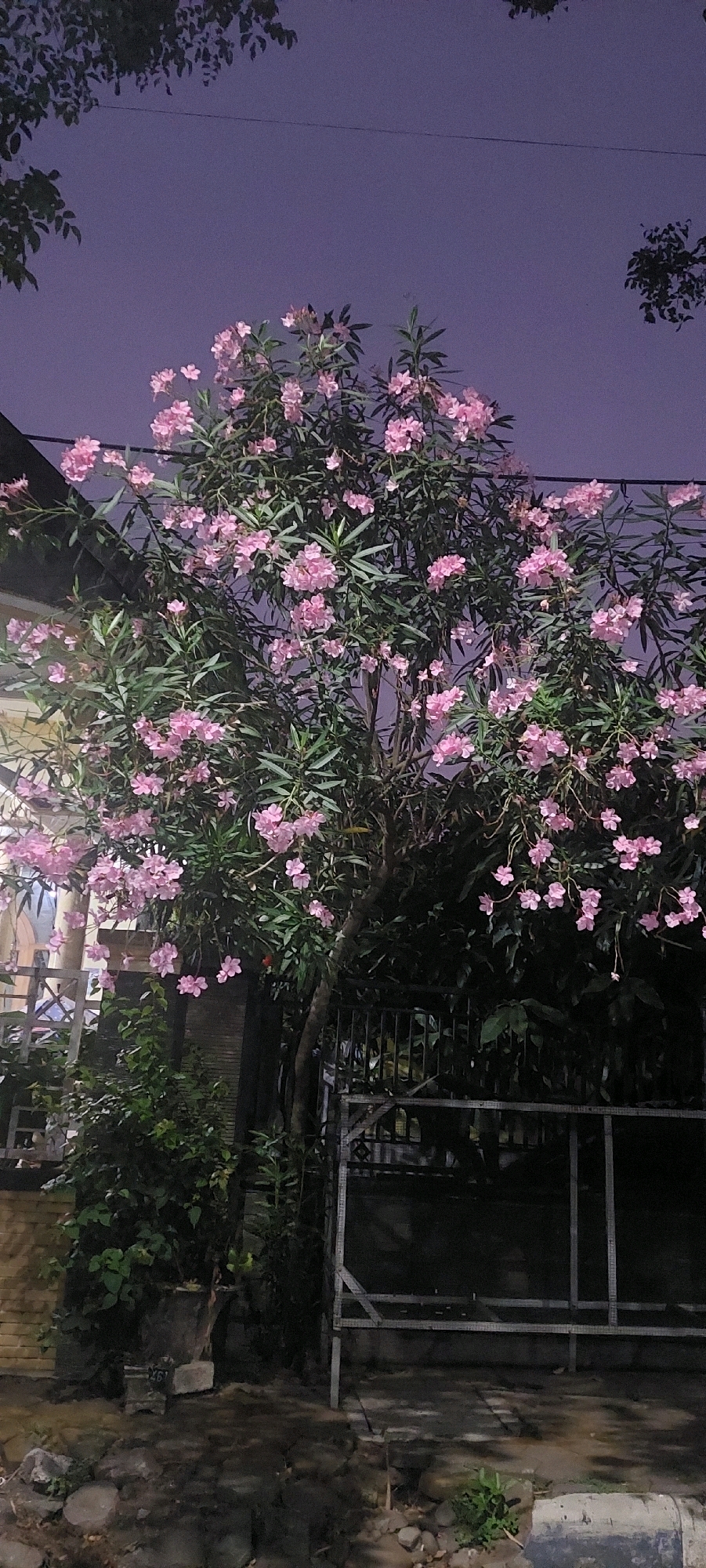 A medium shot captures a blooming oleander tree at dusk in Lumajang, Indonesia. The tree, laden with clusters of delicate pink flowers and dark green leaves, stands prominently in the foreground. Behind it, a dark metal fence and a building with visible windows can be seen, suggesting a residential or commercial area. The sky above is a soft, dusky purple, indicating the transition from day to night. The overall scene is dimly lit, with some artificial light illuminating the tree and its surroundings. The ground in front of the tree appears to be paved with stones and dirt.