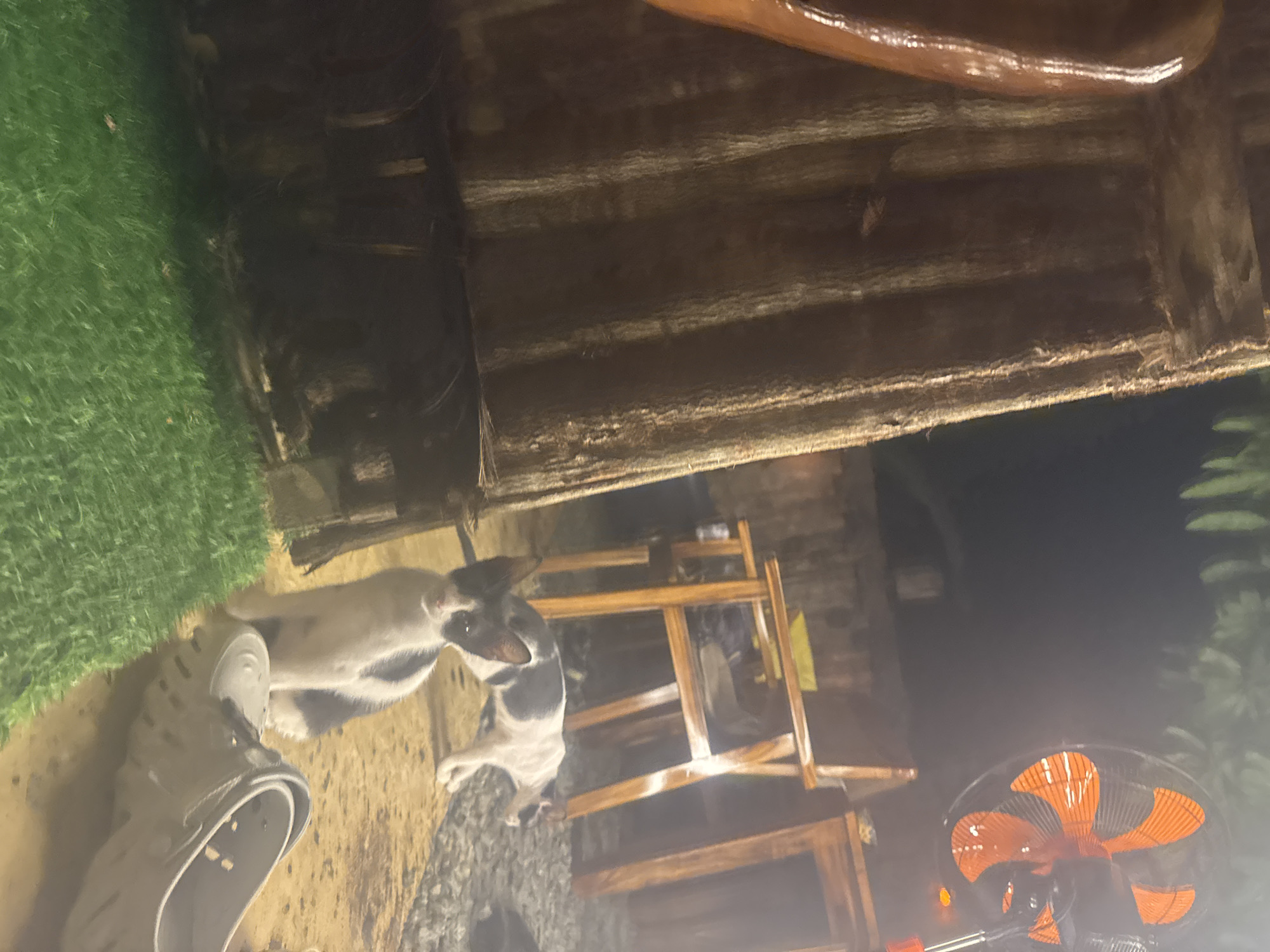 The image depicts an outdoor scene at night, possibly in a residential area of Bac Nha Trang Ward, Vietnam. In the foreground, a small, black and white kitten is seated on a yellow-tan paved surface. To the right, a larger black and white cat stands and walks away. In the middle ground, there are wooden chairs and a table. To the far right, an orange-bladed electric fan is visible. In the left foreground, a patch of artificial green grass is present, and to its left, a portion of a corrugated metal structure is visible. The overall environment appears to be dimly lit, suggesting it is after sunset.