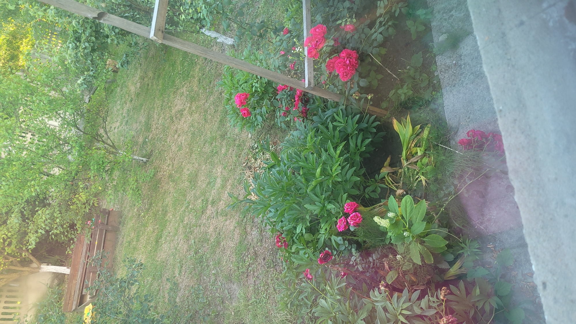 The image depicts a garden scene in a rural or suburban setting. In the foreground, a concrete ledge or pathway is visible, with the perspective looking down and across the garden. To the right, a wooden ladder leans against a larger plant. The garden itself is filled with lush greenery, including a large peony bush with deep pink flowers. Various other flowering plants, including red roses, are scattered throughout the scene. In the background, a wooden bench or seating area is partially visible amongst trees and grass. The overall impression is of a well-maintained, overgrown garden during daylight hours.
