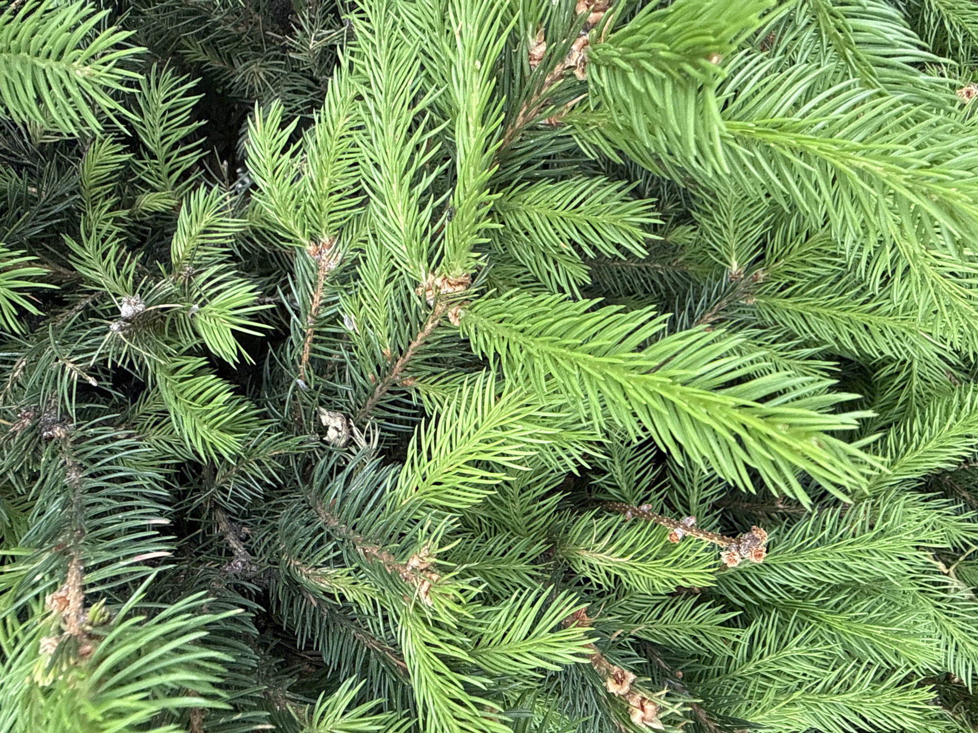 The image presents a close-up, top-down view of dense, intertwining evergreen branches, characteristic of a conifer tree such as a spruce or fir. The entire frame is filled with lush green foliage, creating a rich texture.
The subjects are the branches and needles of the evergreen tree. The needles display various shades of green; lighter, brighter green hues are prominent on the tips and newer growth of the branches, contrasting with the deeper, darker green of the older needles and the shadowy areas deeper within the foliage. Small, nascent cones or buds, brown in color, are visible scattered along some of the woody branches, adding subtle detail.
No specific activity or event is depicted; the image is a static capture of natural plant life. The setting is outdoors, likely in a forest, park, or garden. The lighting appears natural and diffused, suggesting either an overcast day or a shaded location, as there are no harsh shadows or direct sunlight.
Notable details include the fine, sharp texture of the needles and the layered depth created by the overlapping branches. The scene conveys a sense of natural abundance and vibrancy. There are no people, man-made objects, or visible text within the frame. While the provided context specifies Vinnytsia, Ukraine, the image itself does not contain any unique visual cues to pinpoint this exact geographical location.