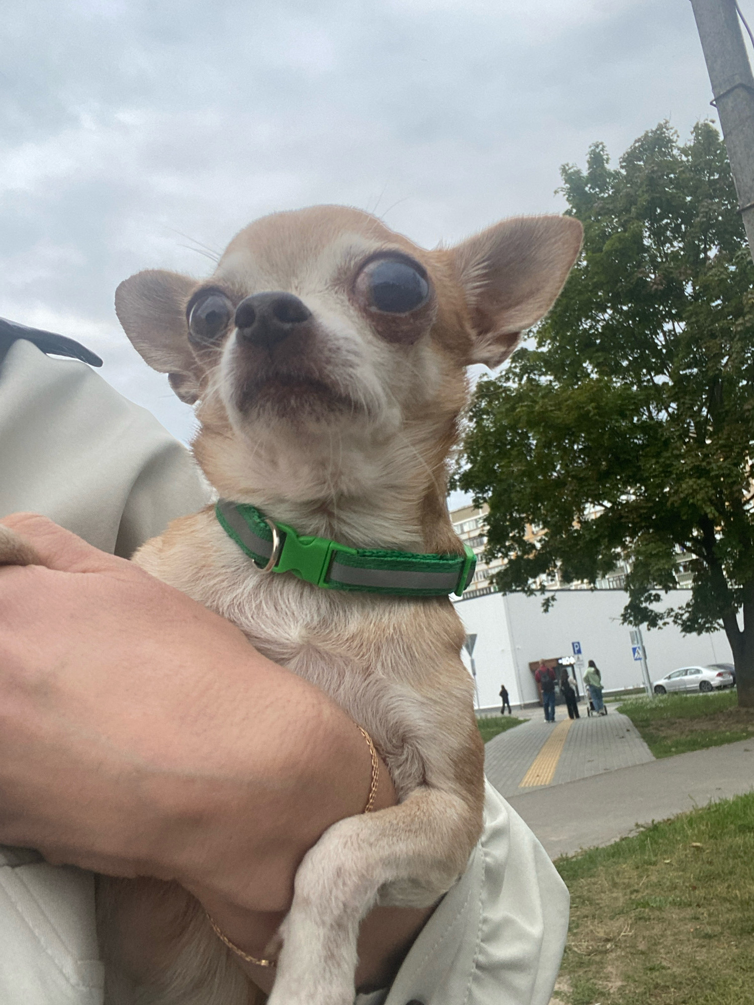 A chihuahua with large, dark eyes and light brown fur is being held in someone's arms. The dog is wearing a bright green collar with a reflective strip. The person holding the dog is wearing a light-colored jacket. In the background, there is a paved sidewalk with a yellow tactile warning strip, a grassy area, a street with a parked silver car, a tree with green leaves, and buildings. Several people are walking on the sidewalk in the distance, and there are street signs. The sky is overcast. The location is identified as Zhlobin, Belarus.