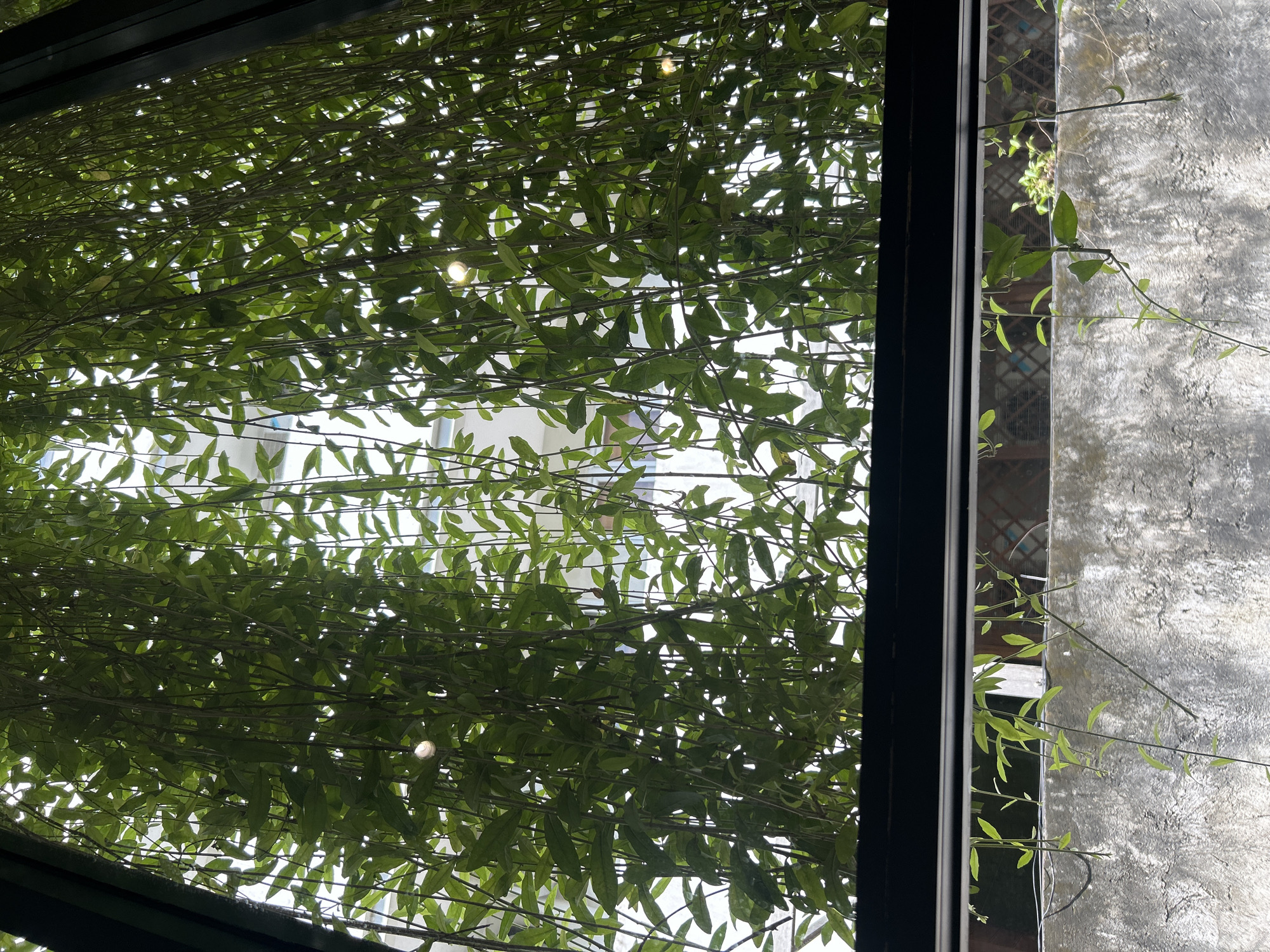 The image, captured in Kuta Selatan, Indonesia, presents a view through a window. Dense green foliage fills the majority of the frame, obscuring what appears to be a building exterior visible in the background. A dark window frame divides the foliage from a section of exposed concrete wall to the right. Thin vines with sporadic leaves extend from behind the frame, partially covering the wall's surface. The overall lighting suggests an outdoor setting with potential sunlight filtering through the leaves.