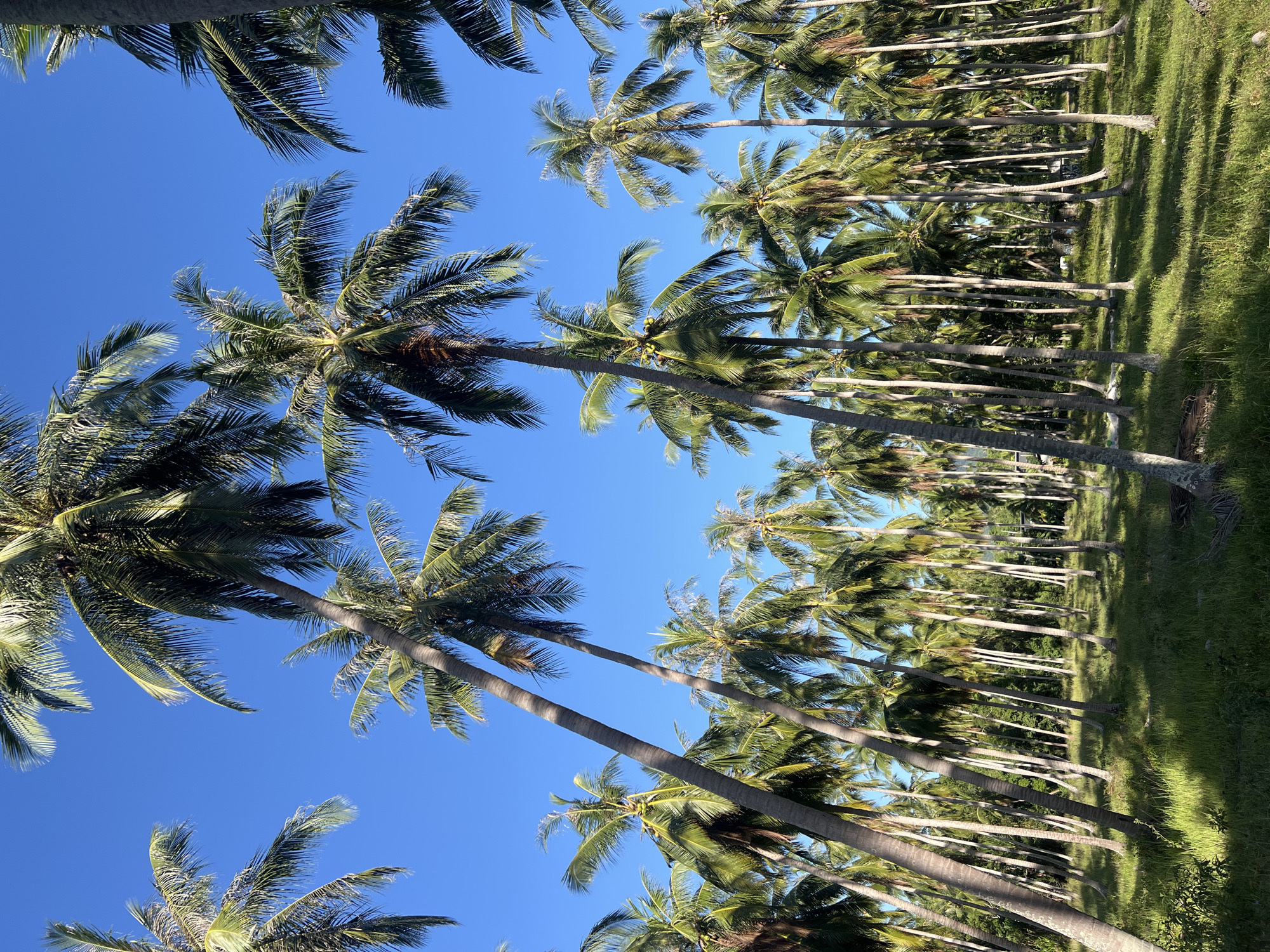The image shows a dense grove of coconut palm trees under a clear blue sky. The trees are tall and slender, with fronds reaching upwards and outwards. Sunlight filters through the leaves, casting dappled shadows on the grassy ground below. The scene appears to be in an outdoor, tropical environment, characteristic of locations such as the Ko Pha-ngan District in Thailand. There are no people or animals visible in the image. The overall impression is one of a serene and natural landscape.
