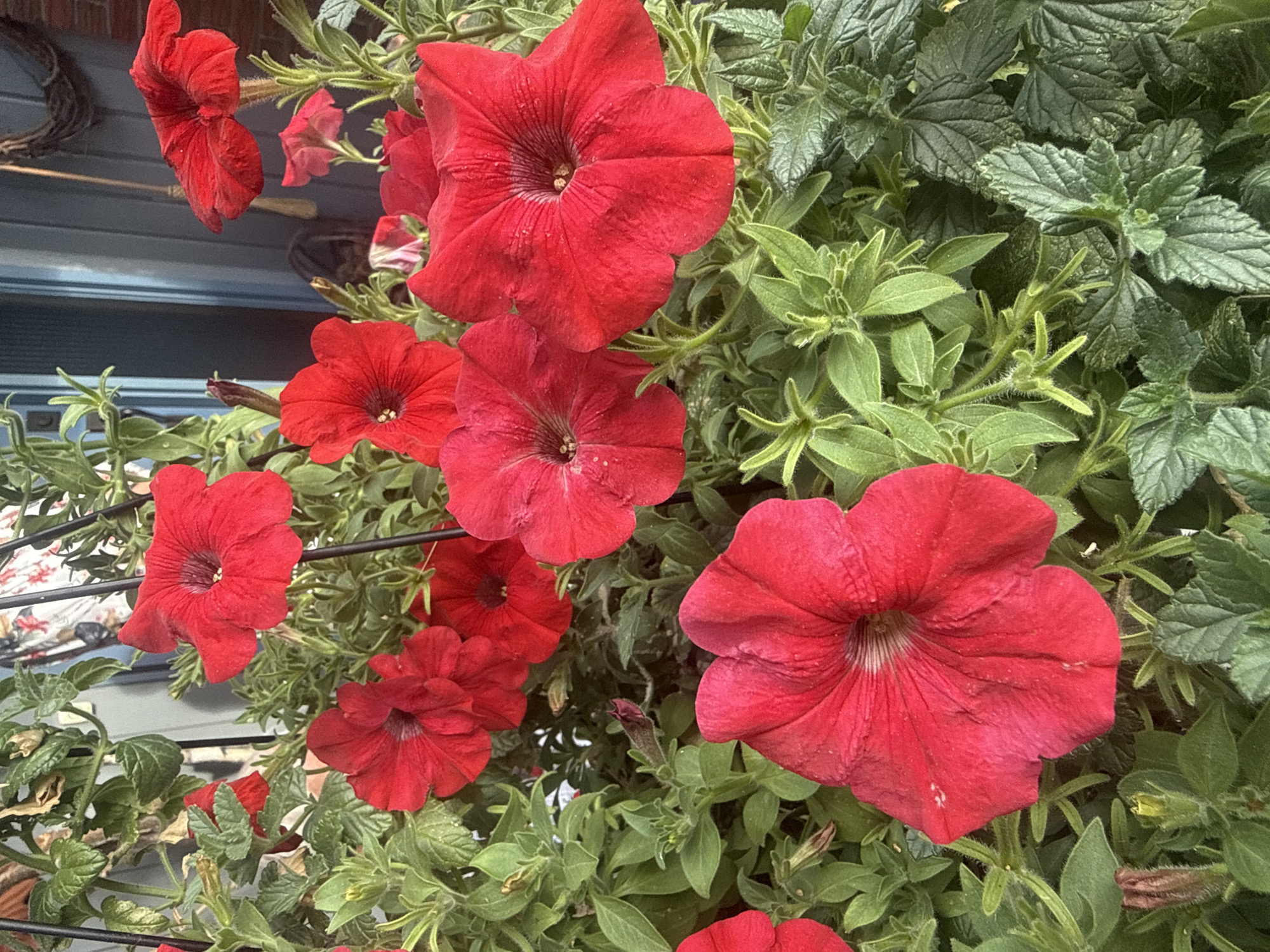 A close-up, outdoor, eye-level shot displays a collection of vibrant red petunias in bloom, nestled amongst lush green foliage. The flowers, with their trumpet-shaped petals and dark centers, are the primary focus, their velvety texture and rich color dominating the frame. The background is a soft blur of greens and blues, suggesting a natural or garden setting, possibly a balcony or hanging basket in a residential area. There are no people or animals visible in the image. The scene is serene and visually appealing, with the bright red of the petunias creating a striking contrast against the verdant leaves. The lighting appears to be natural daylight, casting soft shadows and highlighting the delicate details of the flowers.