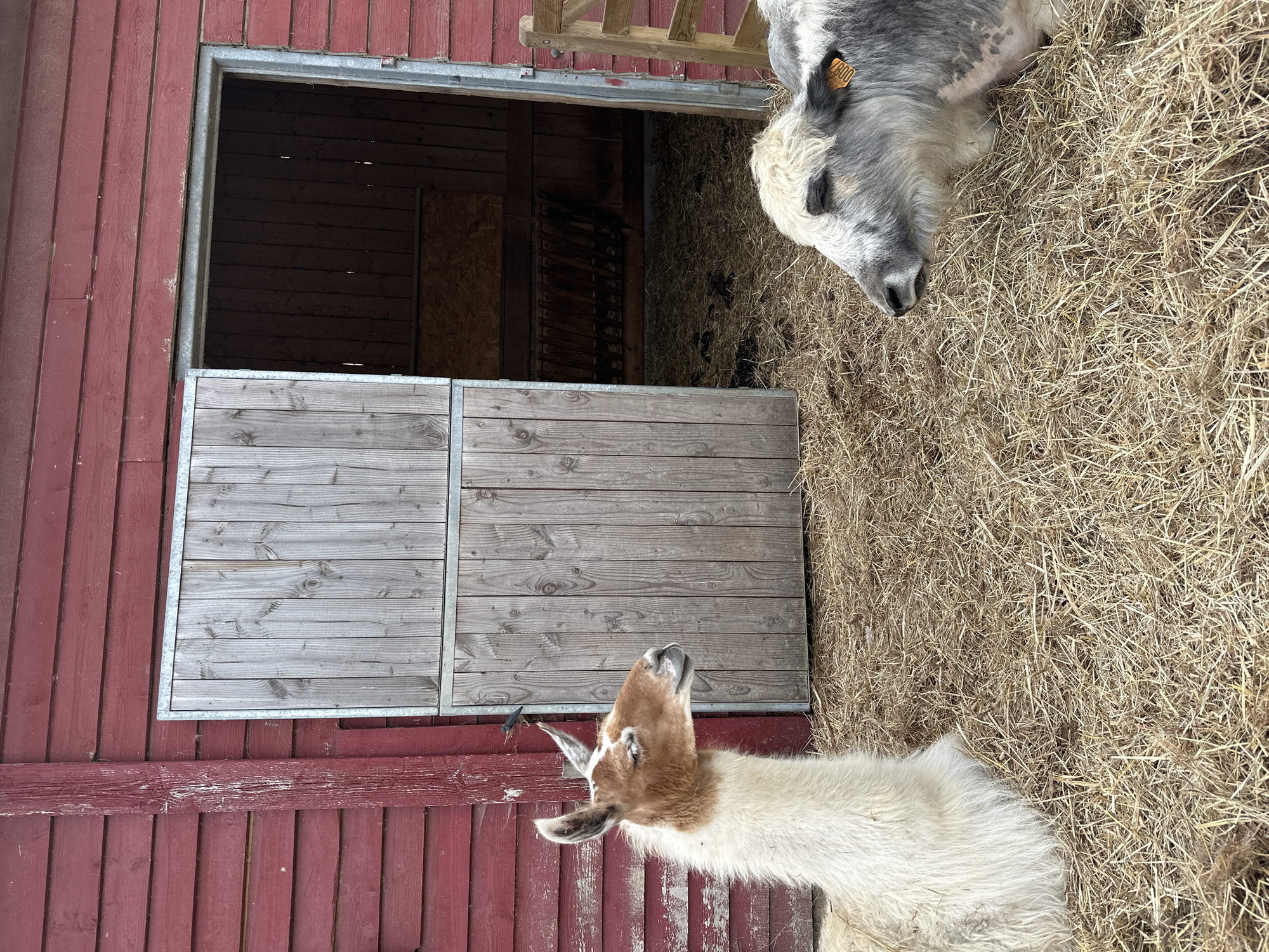 Two animals, a llama and a cow, are lying on a bed of straw in front of a red wooden barn with sliding doors. The llama, on the left, has white and brown fur and is facing to the right. The cow, on the right, has gray and white fur and is facing to the left. The barn has a wooden door with metal trim. The ground is covered in straw and some dark spots that appear to be animal droppings. The scene appears to be on a farm in Saint-Jouin-Bruneval, France.
