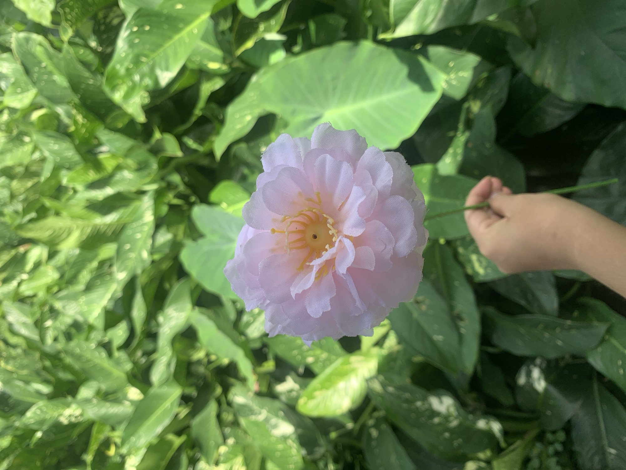 A person's hand is holding a light pink artificial flower with a yellow center. The flower has many layers of ruffled petals. The background is composed of lush, green foliage, likely tropical plants, with some dappled sunlight creating shadows. The setting appears to be outdoors. The image is not clearly identifiable as being located in Kuala Pembuang, Indonesia, as there are no specific landmarks or contextual clues.